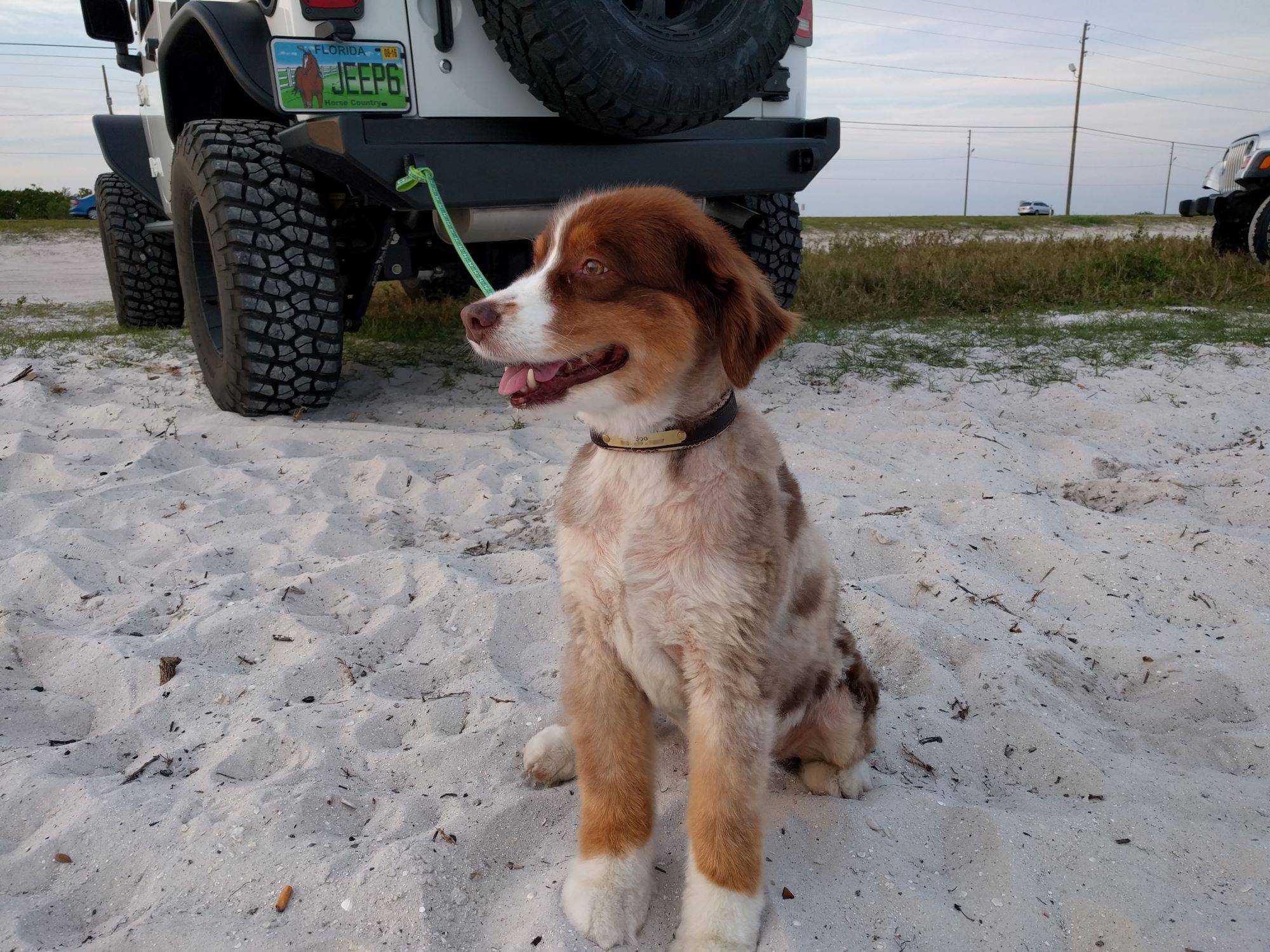 Jeep Wrangler JL Jeep Dog pics 1