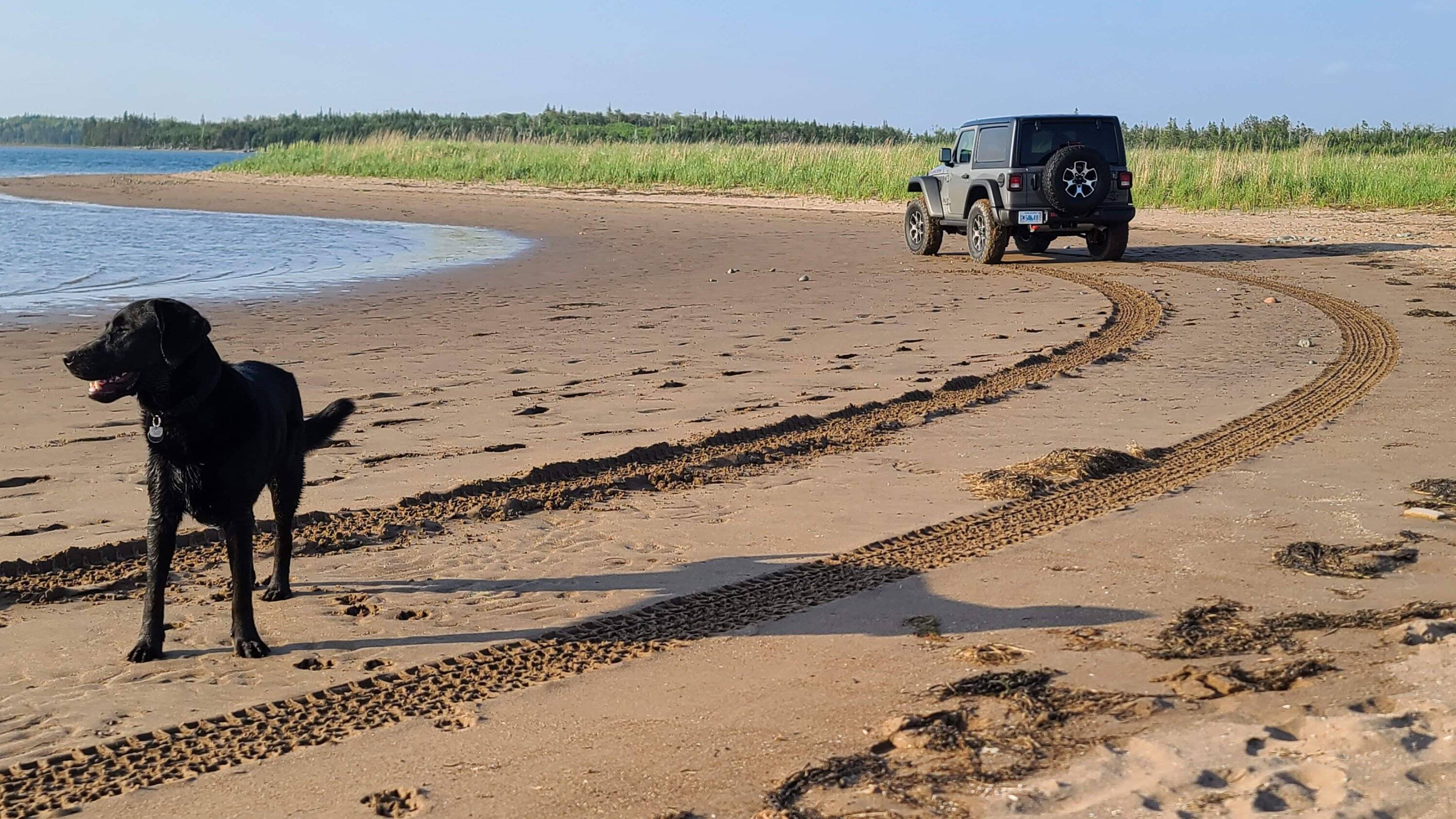 Jeep Wrangler JL Jeep Dog pics 20230612_190004