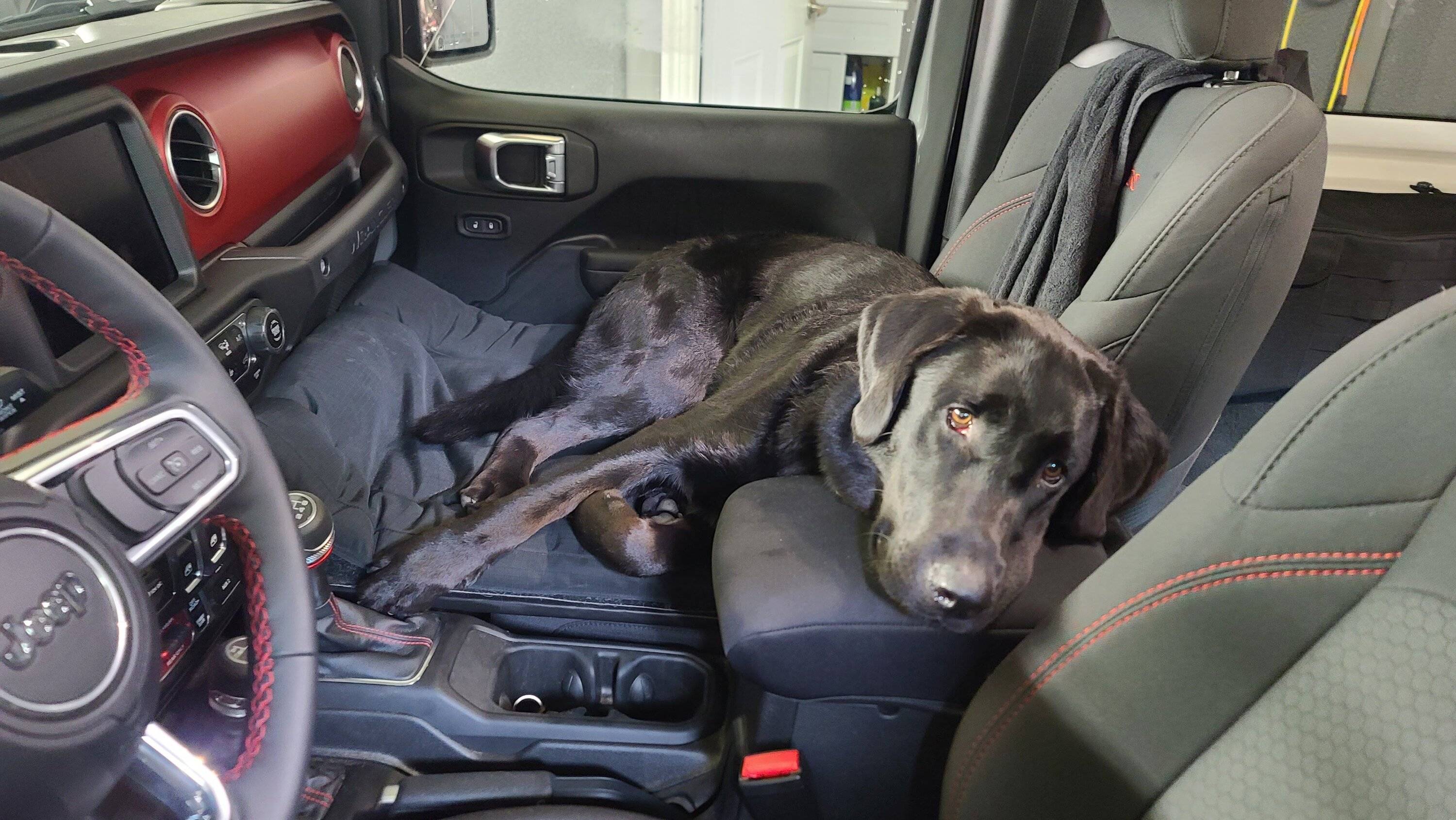 Jeep Wrangler JL Jeep Dog pics 20230614_172338