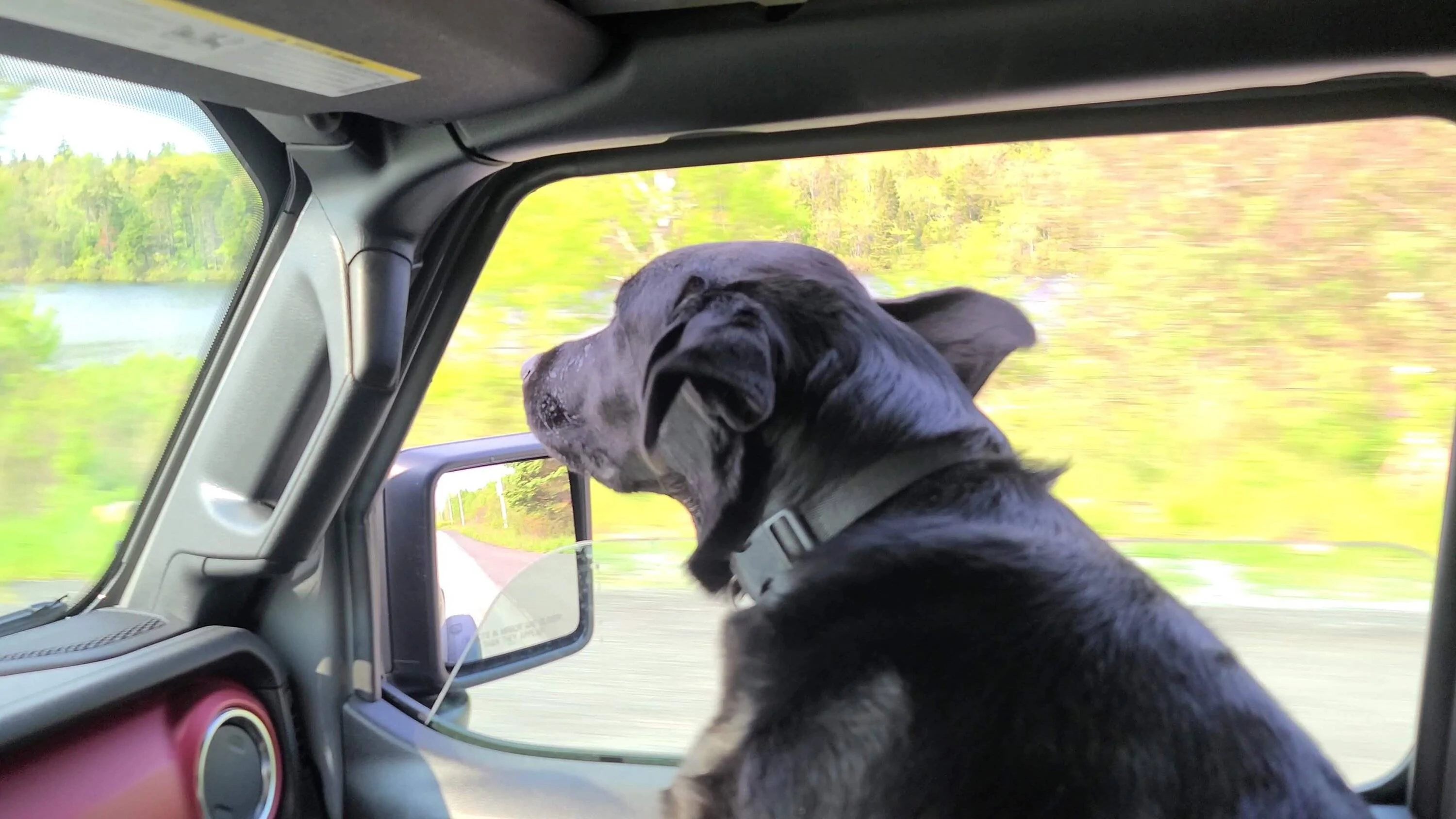 Jeep Wrangler JL Jeep Dog pics VideoCapture_20230609-173845