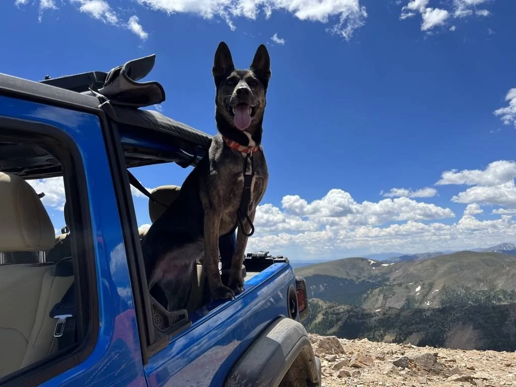 Jeep Wrangler JL Jeep Dog pics img-1690398360387