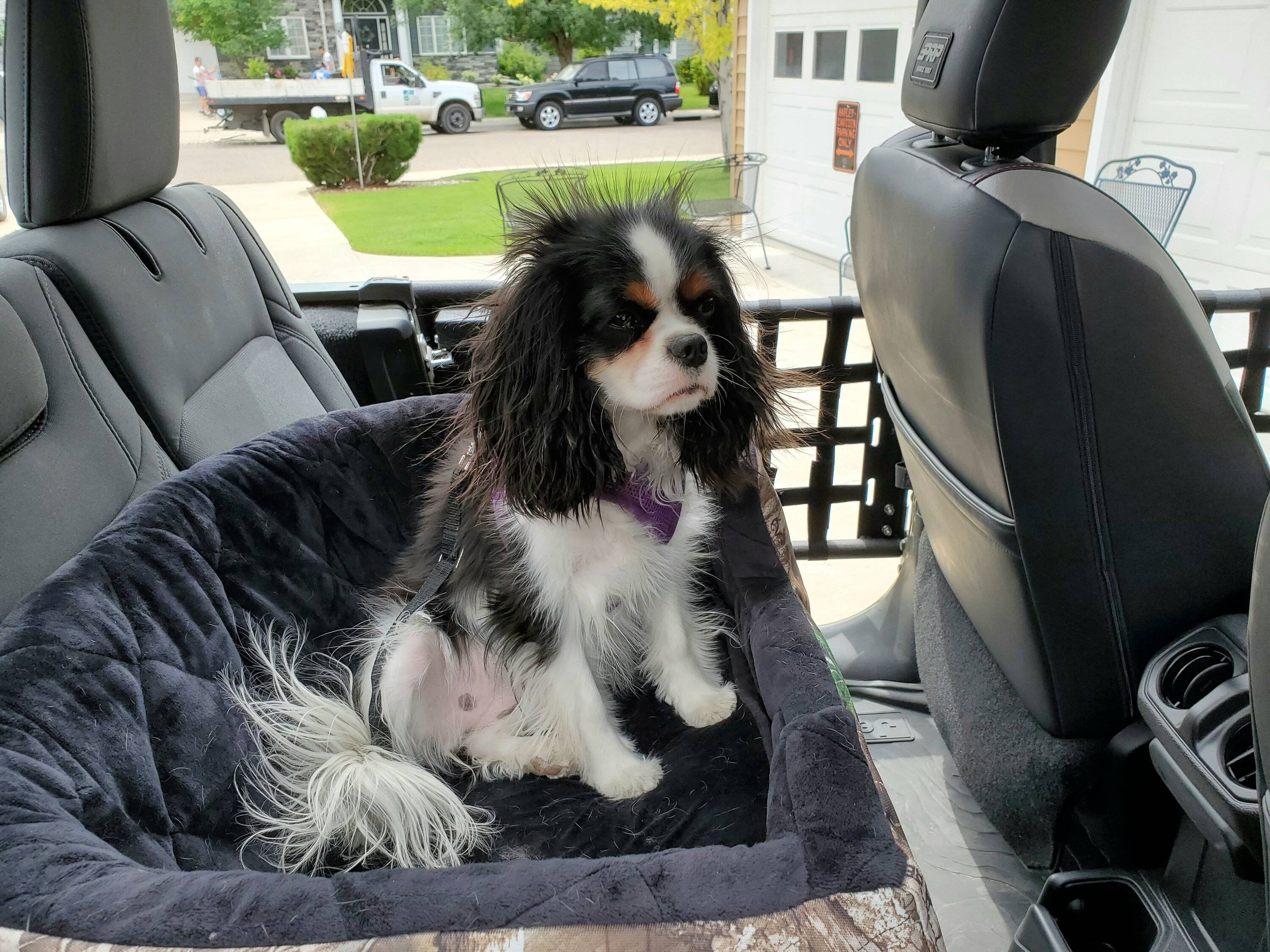 Jeep Wrangler JL Jeep Dog pics 20230727_132050