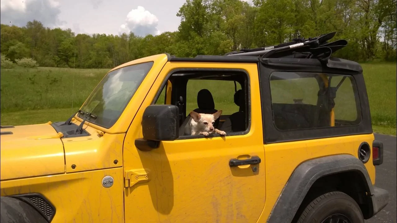 Jeep Wrangler JL Jeep Dog pics Dora Jeep (1)