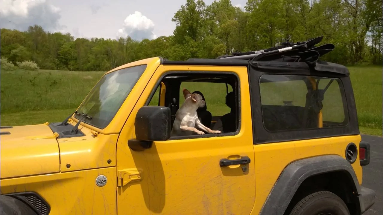 Jeep Wrangler JL Jeep Dog pics Dora Jeep (2)
