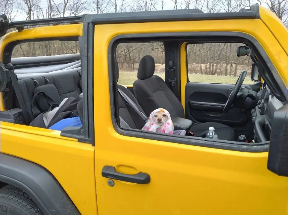Jeep Wrangler JL Jeep Dog pics Dora Jeep (4)