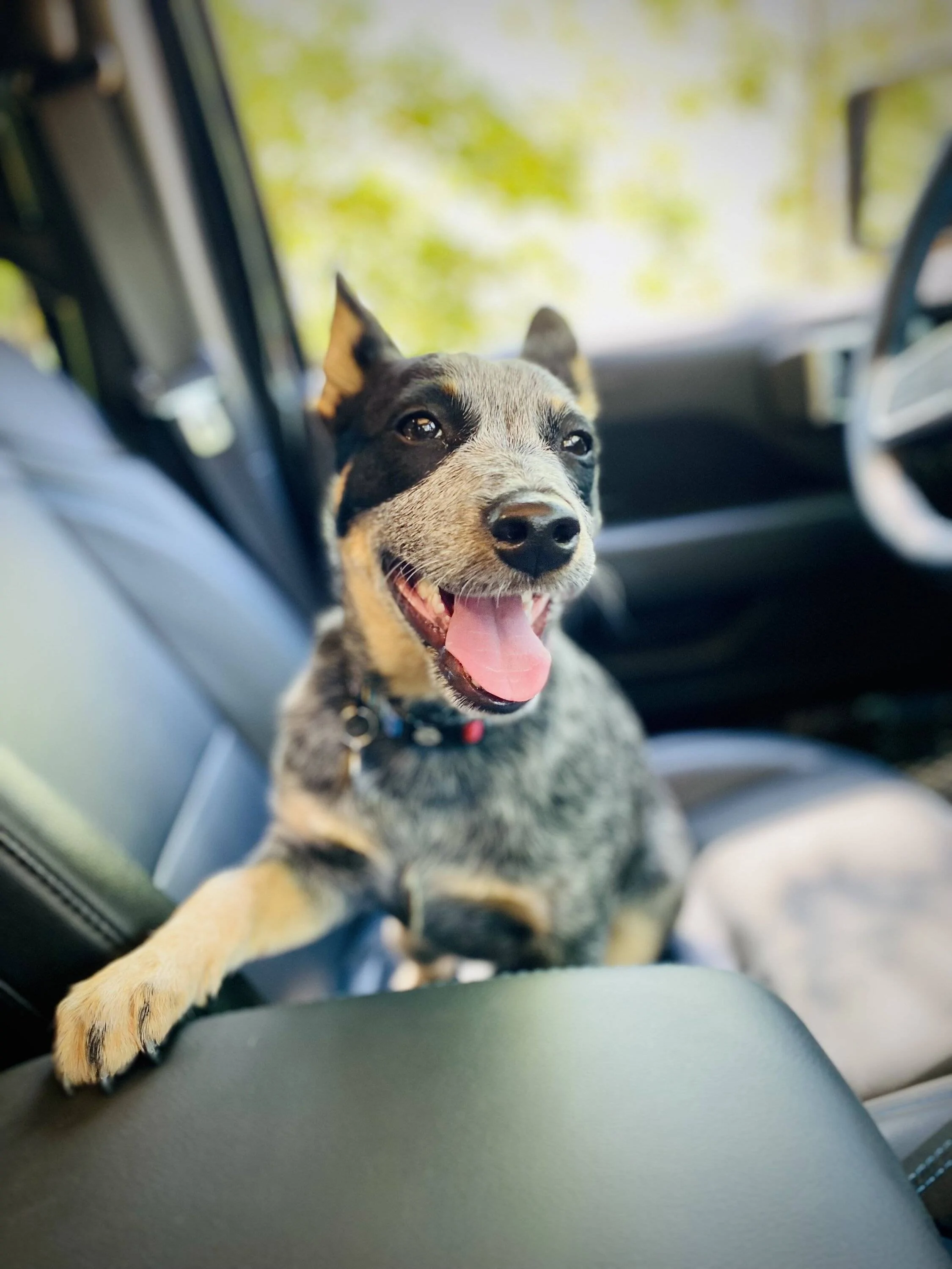 Jeep Wrangler JL Jeep Dog pics IMG_8506