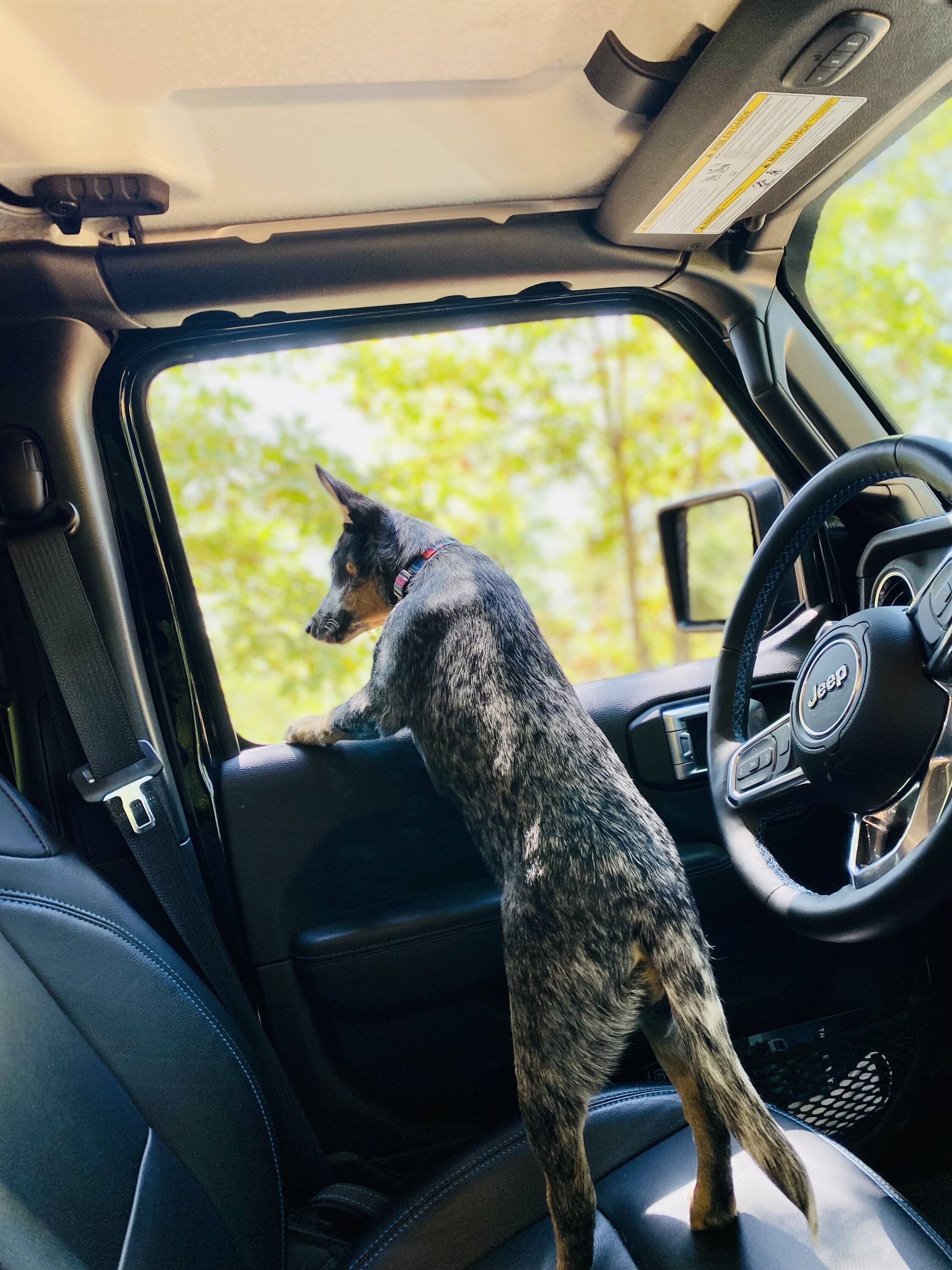 Jeep Wrangler JL Jeep Dog pics IMG_8504