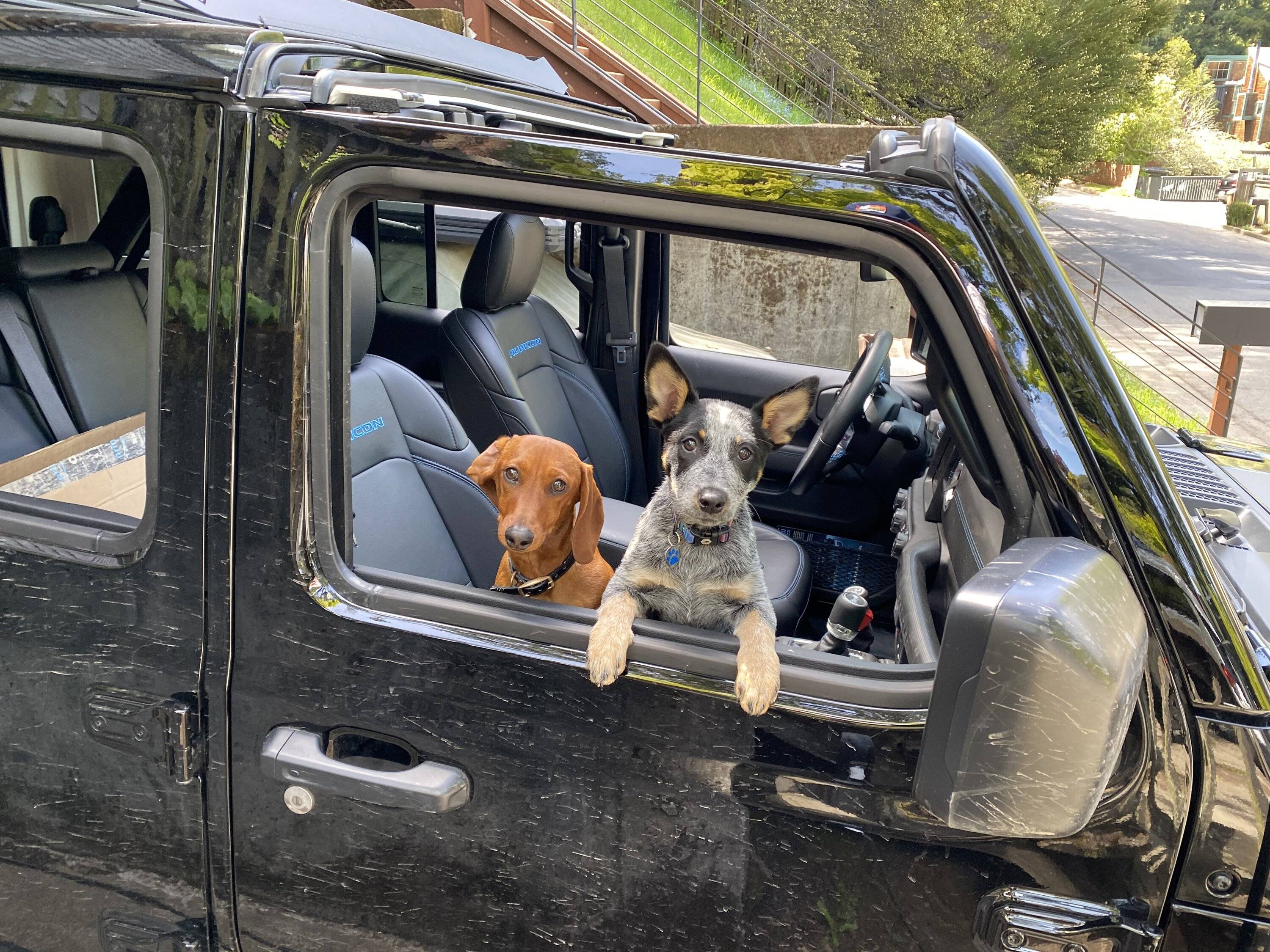 Jeep Wrangler JL Jeep Dog pics IMG_8159