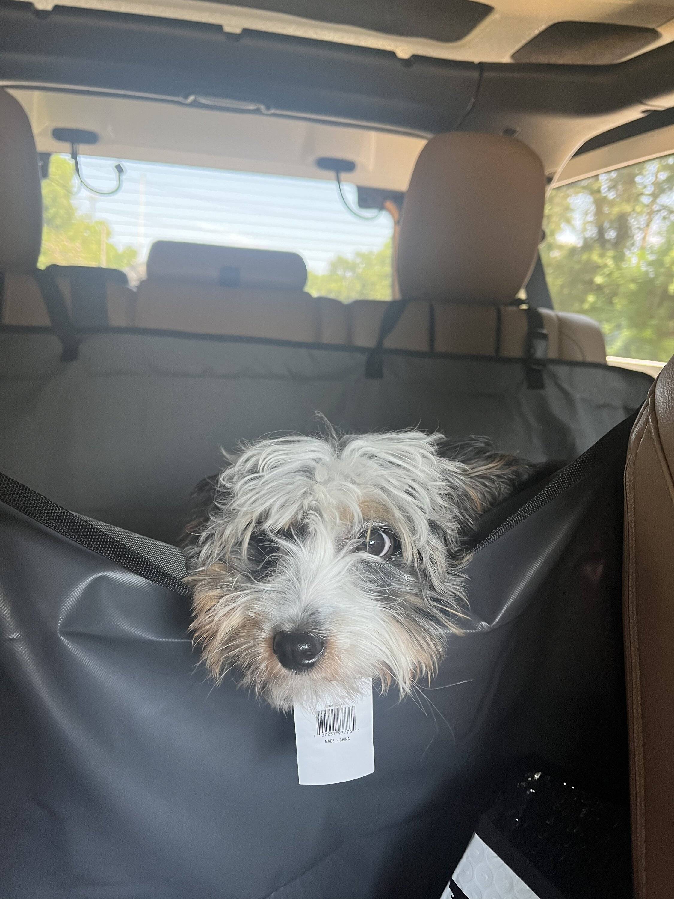 Jeep Wrangler JL Jeep Dog pics IMG_2131