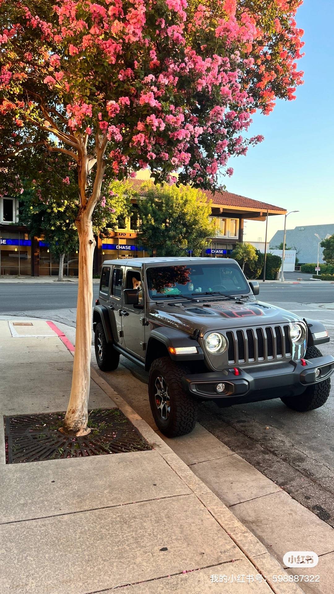 Jeep Wrangler JL Jeep Dog pics IMG_4981