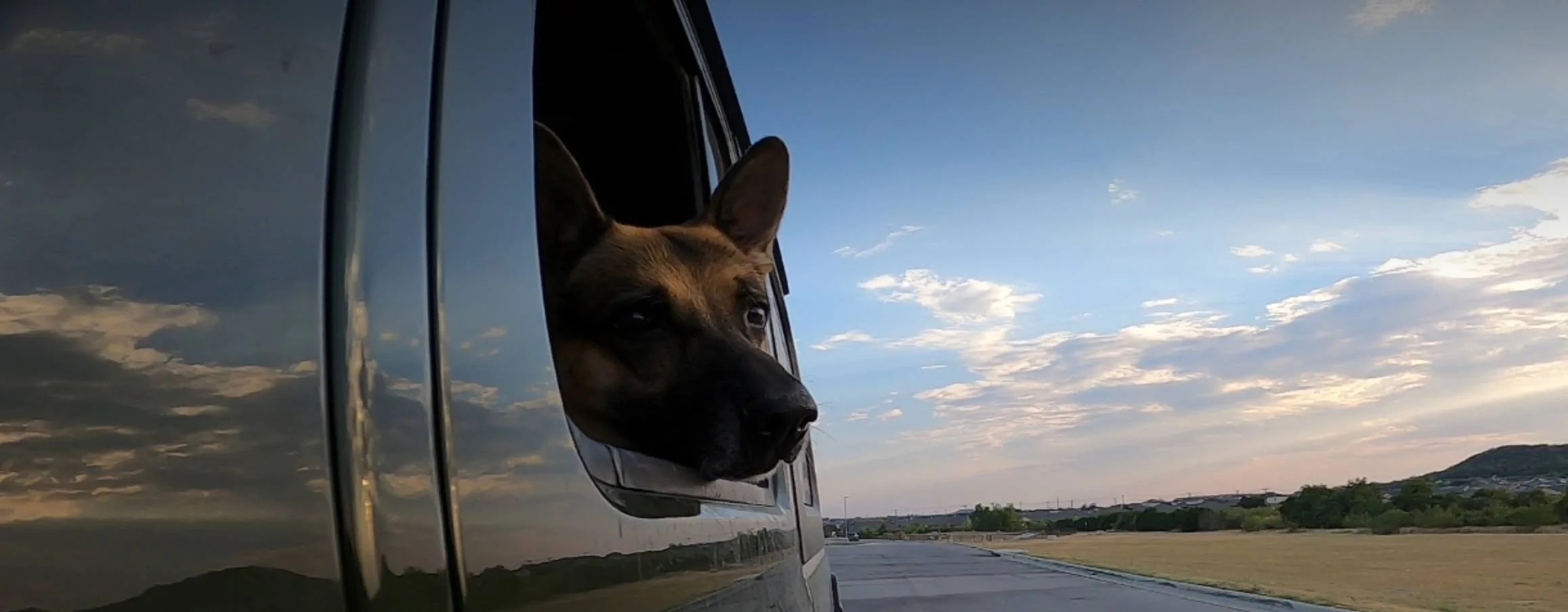 Jeep Wrangler JL Jeep Dog pics Screenshot_20230826_202051_Gallery