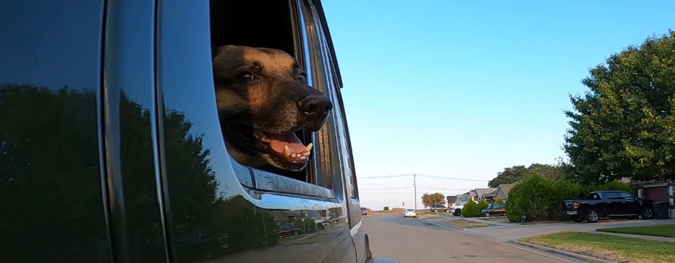 Jeep Wrangler JL Jeep Dog pics Screenshot_20230826_202039_Gallery