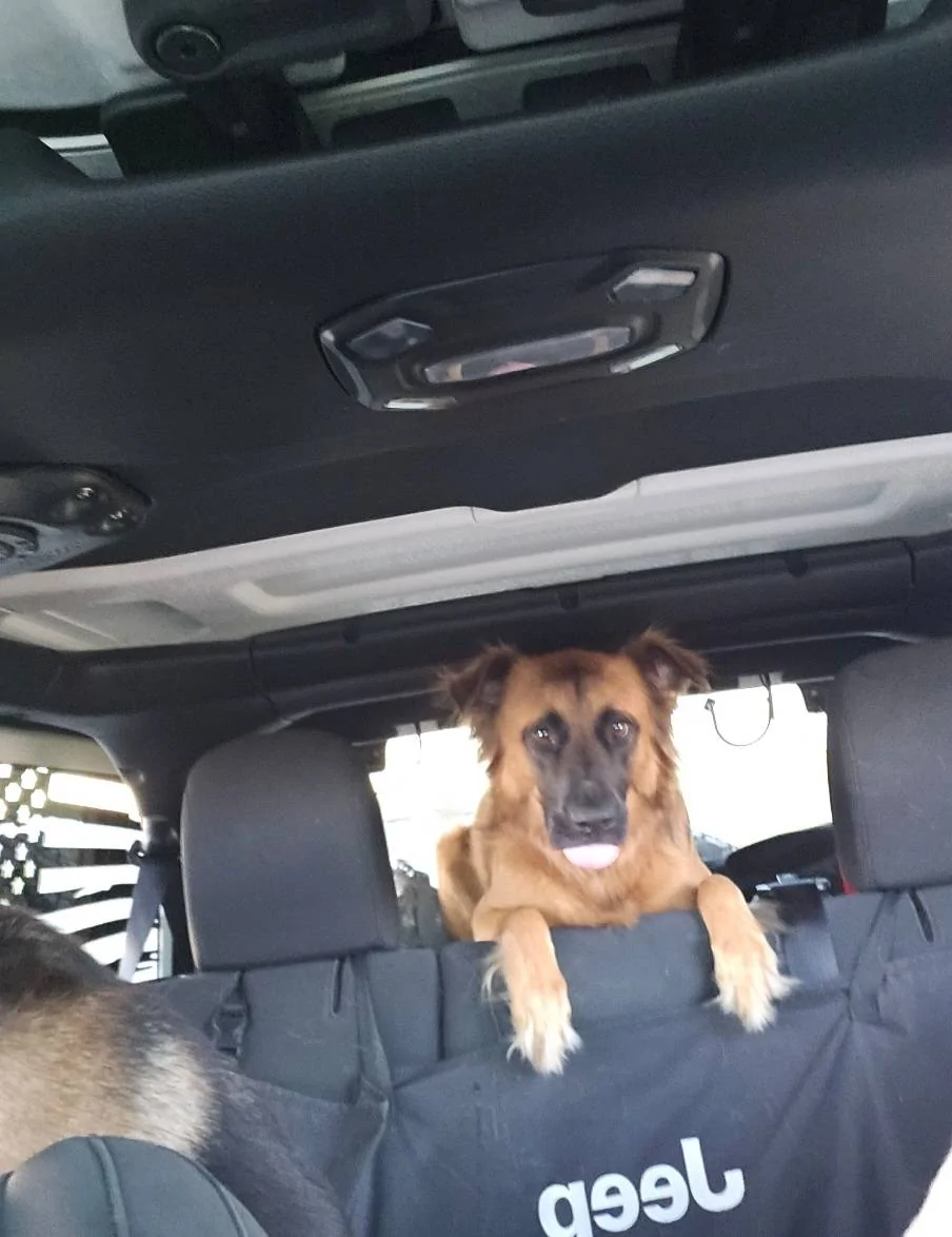 Jeep Wrangler JL Jeep Dog pics Screenshot_20230828_202620_Gallery