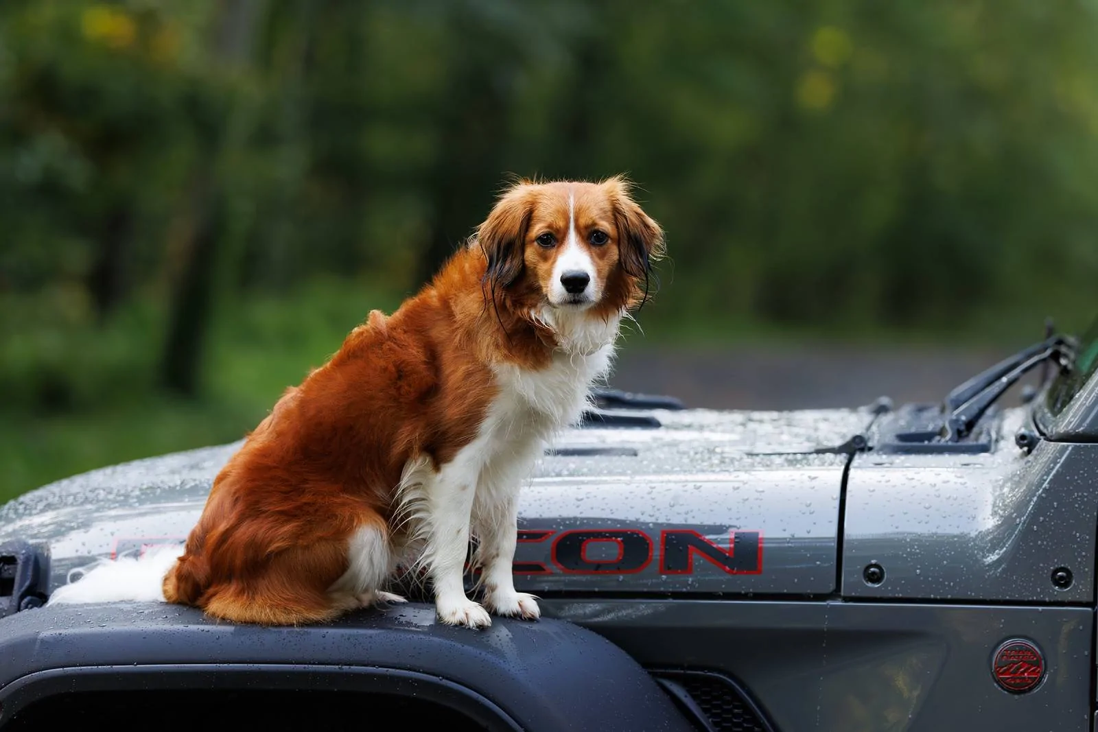 Jeep Wrangler JL Jeep Dog pics 53189131673_1af8fde619_h