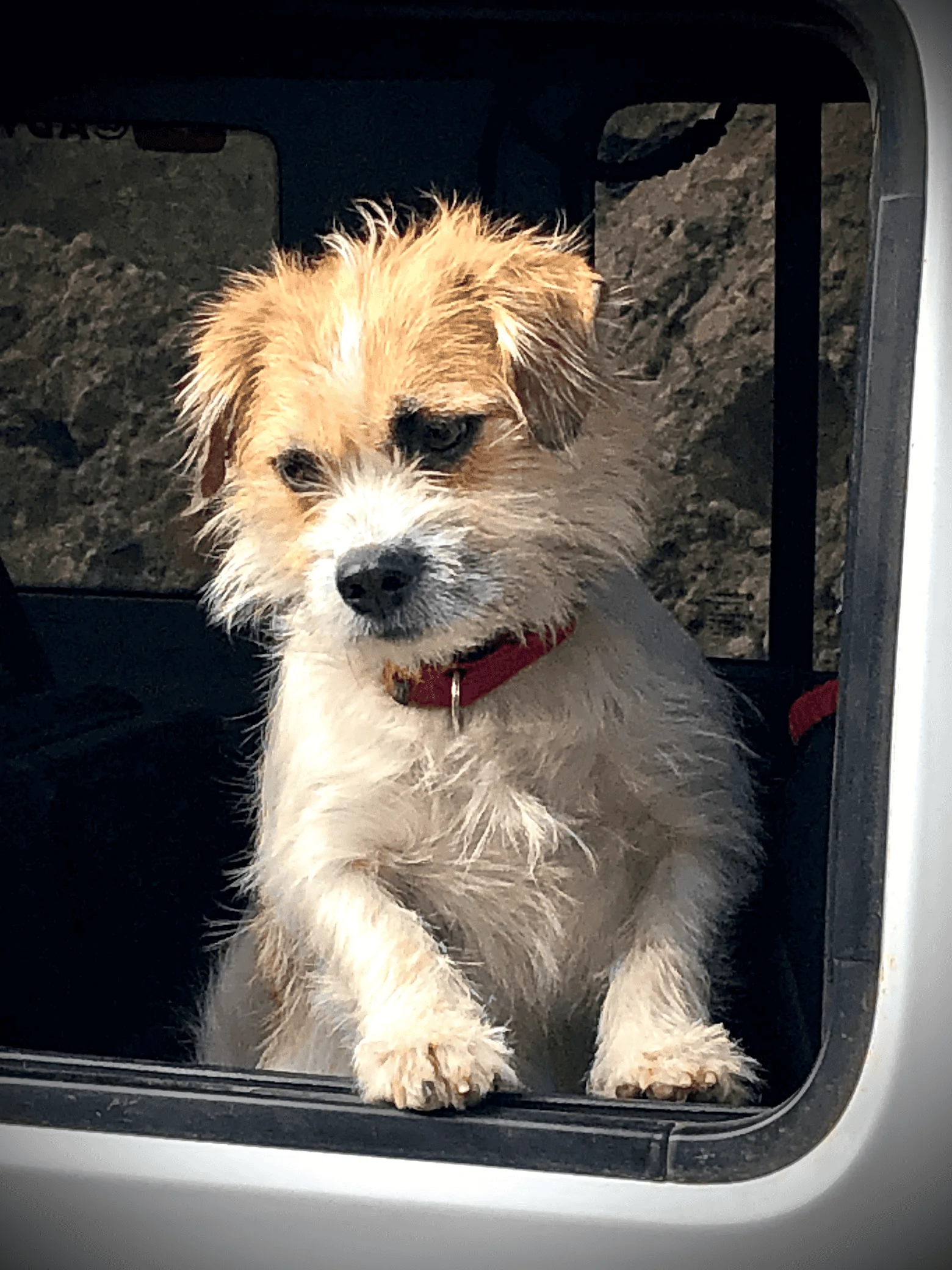 Jeep Wrangler JL Jeep Dog pics 1694777539723