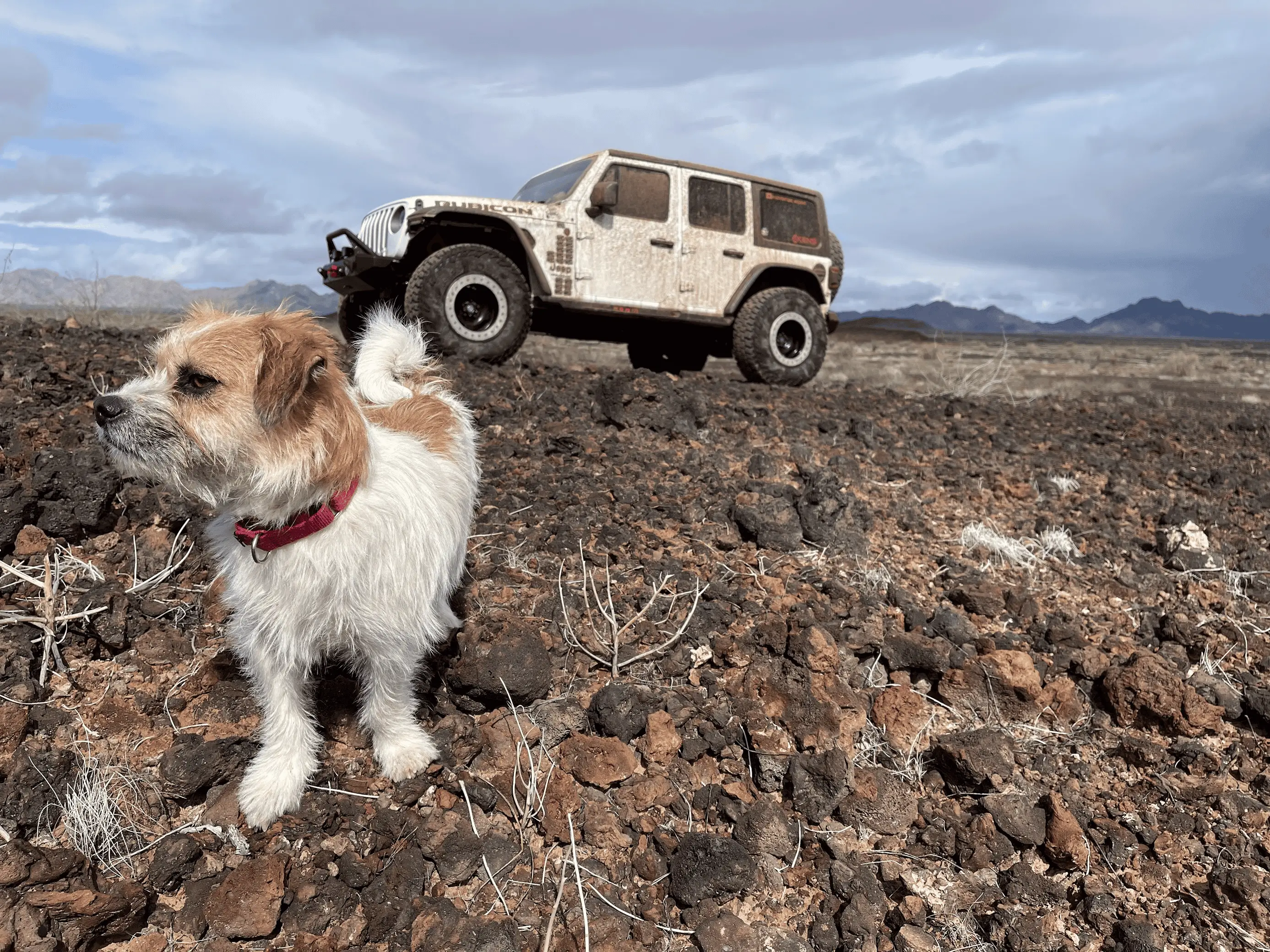 Jeep Wrangler JL Jeep Dog pics 1694777633655