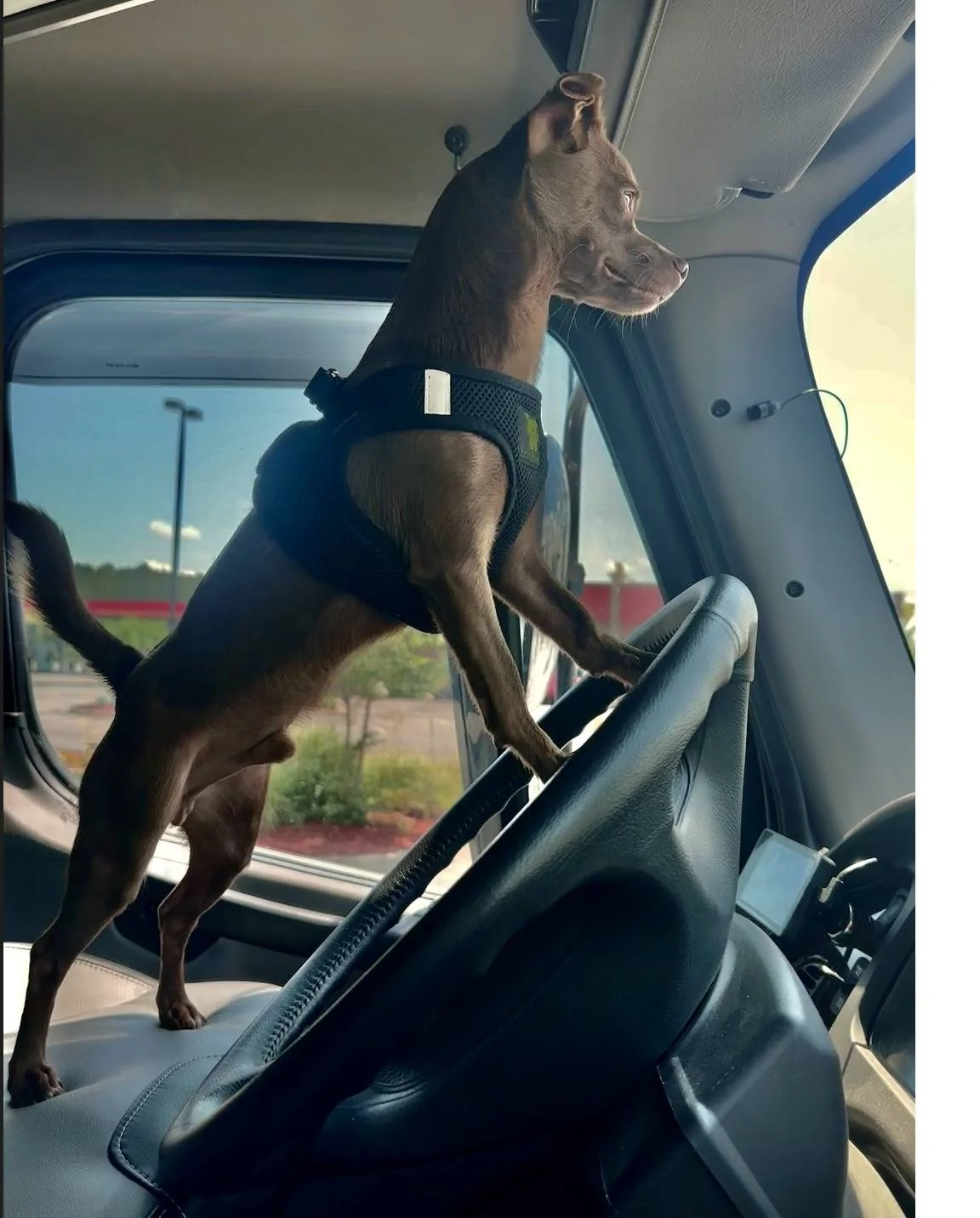 Jeep Wrangler JL Jeep Dog pics ChocoSteeringWheel