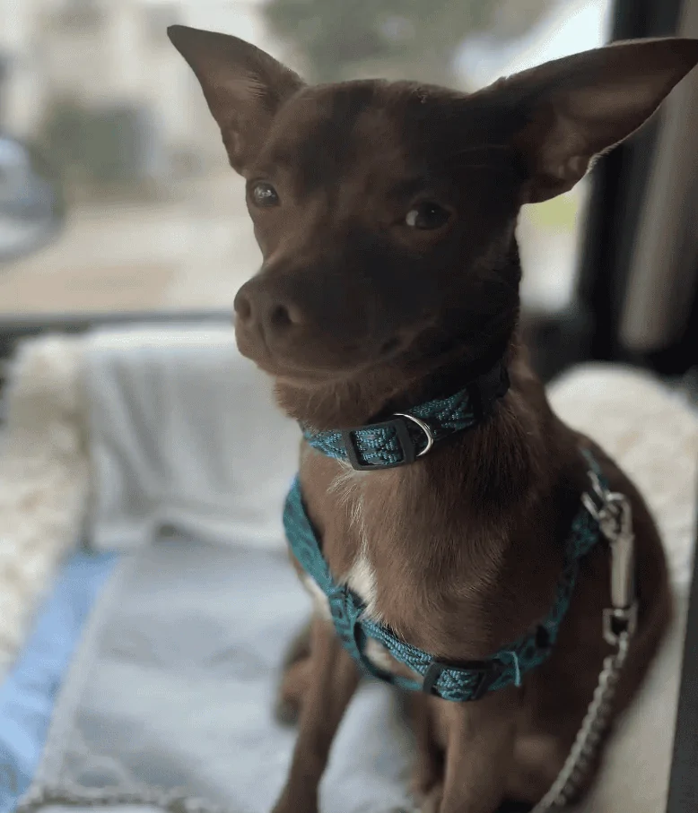 Jeep Wrangler JL Jeep Dog pics Choco5