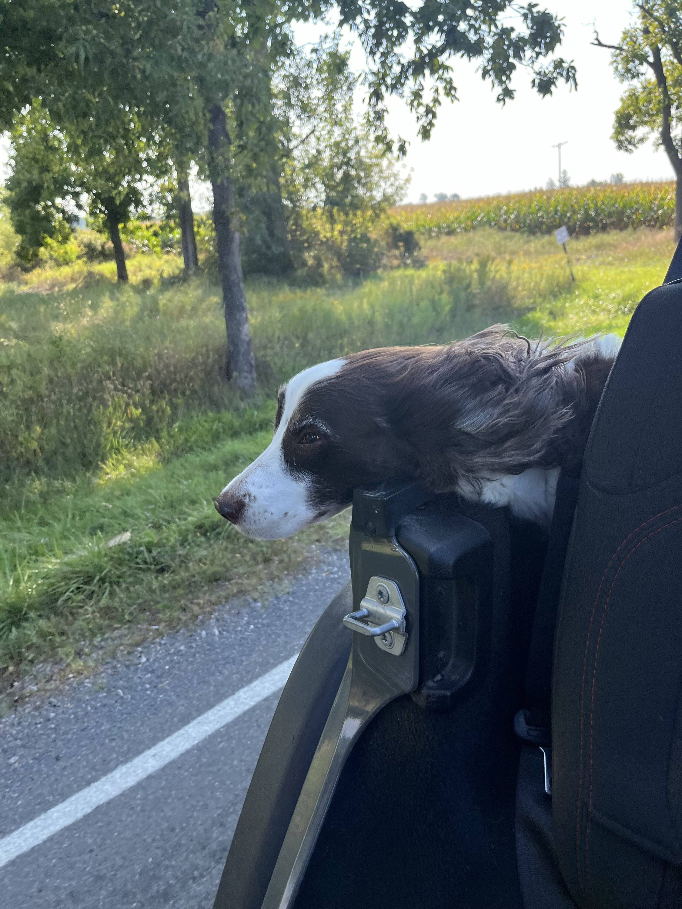 Jeep Wrangler JL Jeep Dog pics IMG_2703