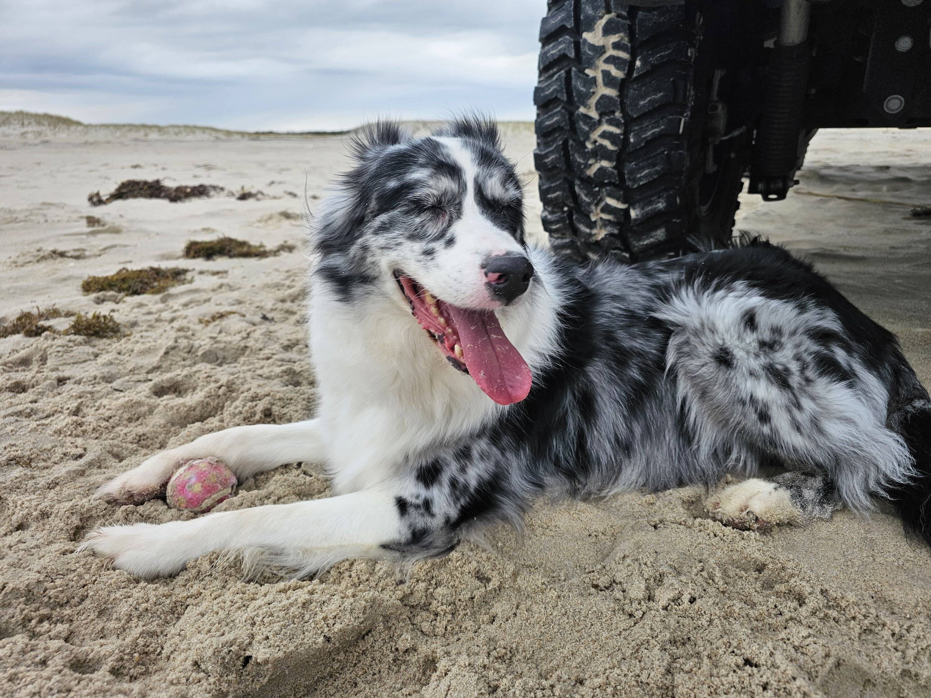 Jeep Wrangler JL Jeep Dog pics 20231007_140139