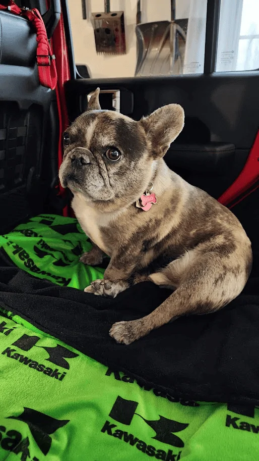 Jeep Wrangler JL Jeep Dog pics 1696953000304