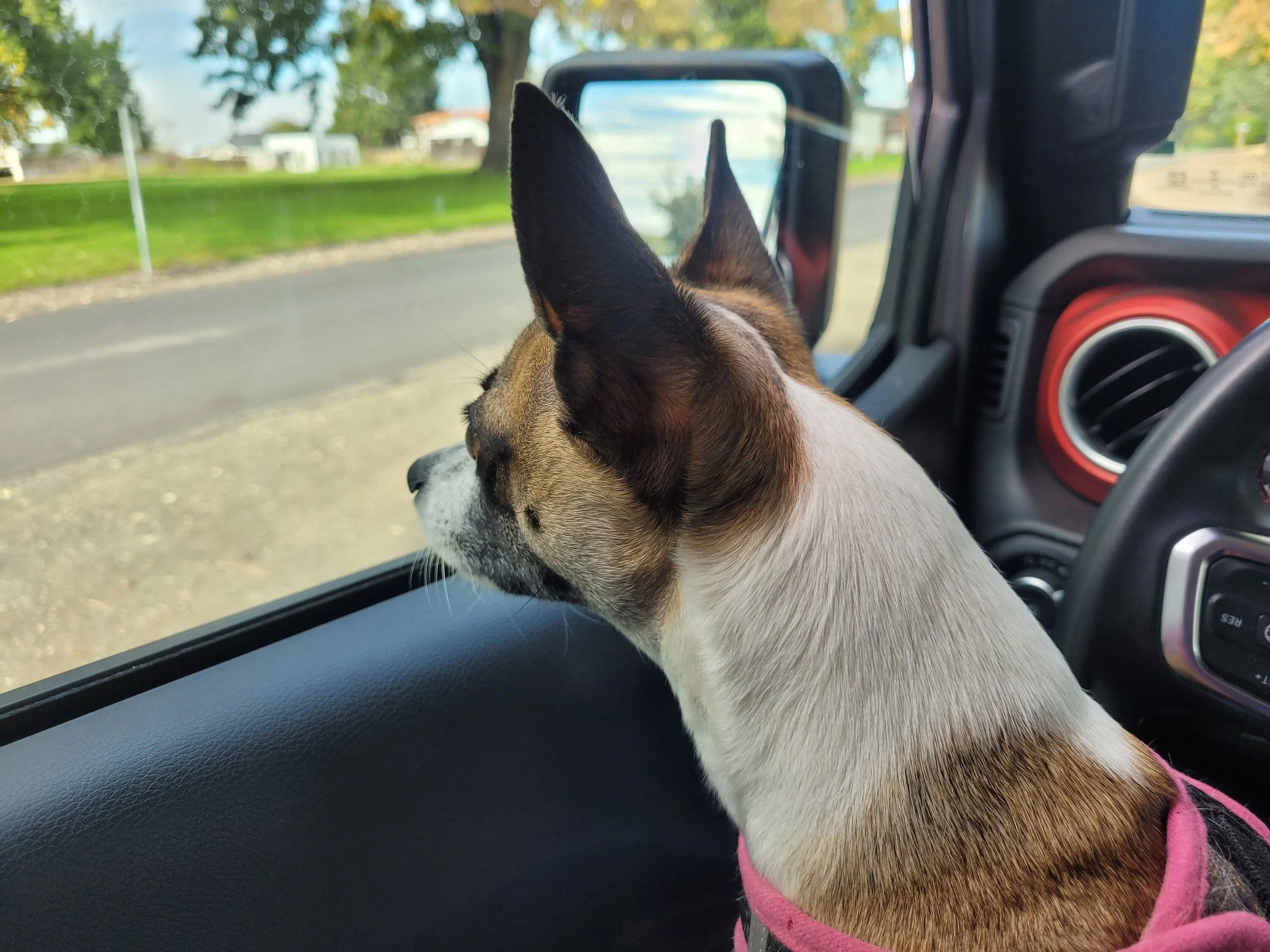 Jeep Wrangler JL Jeep Dog pics 20231013_130636