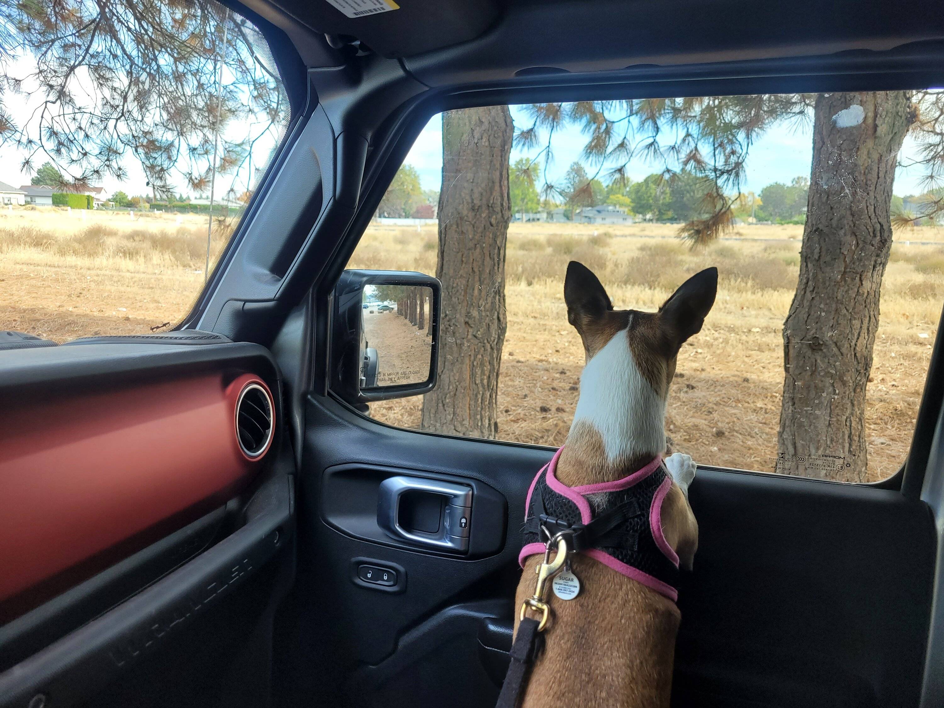 Jeep Wrangler JL Jeep Dog pics 20231013_130622