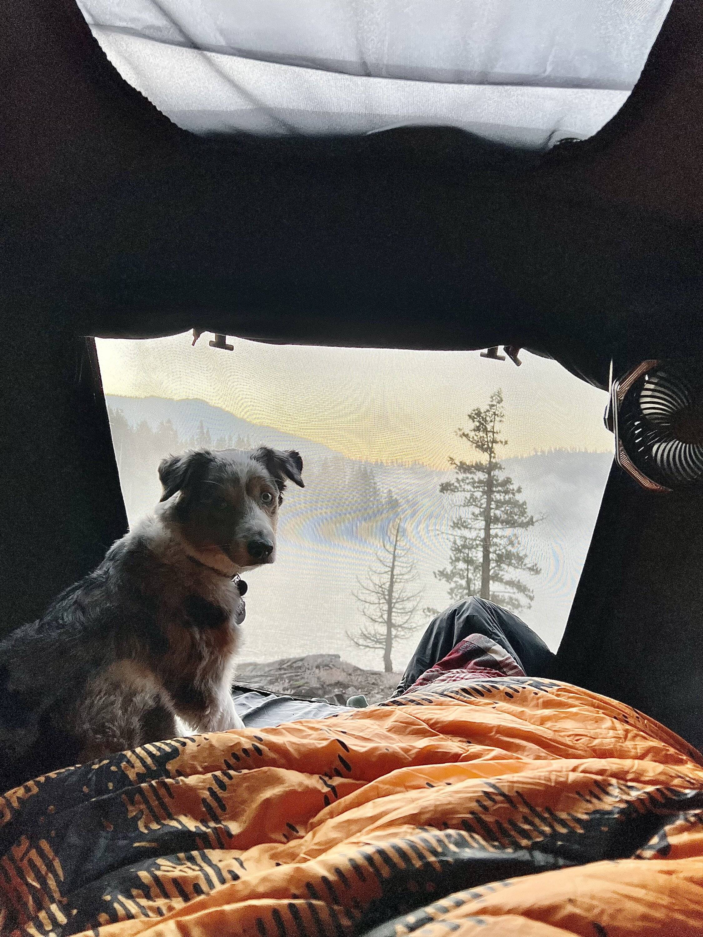 Jeep Wrangler JL Jeep Dog pics IMG_2459