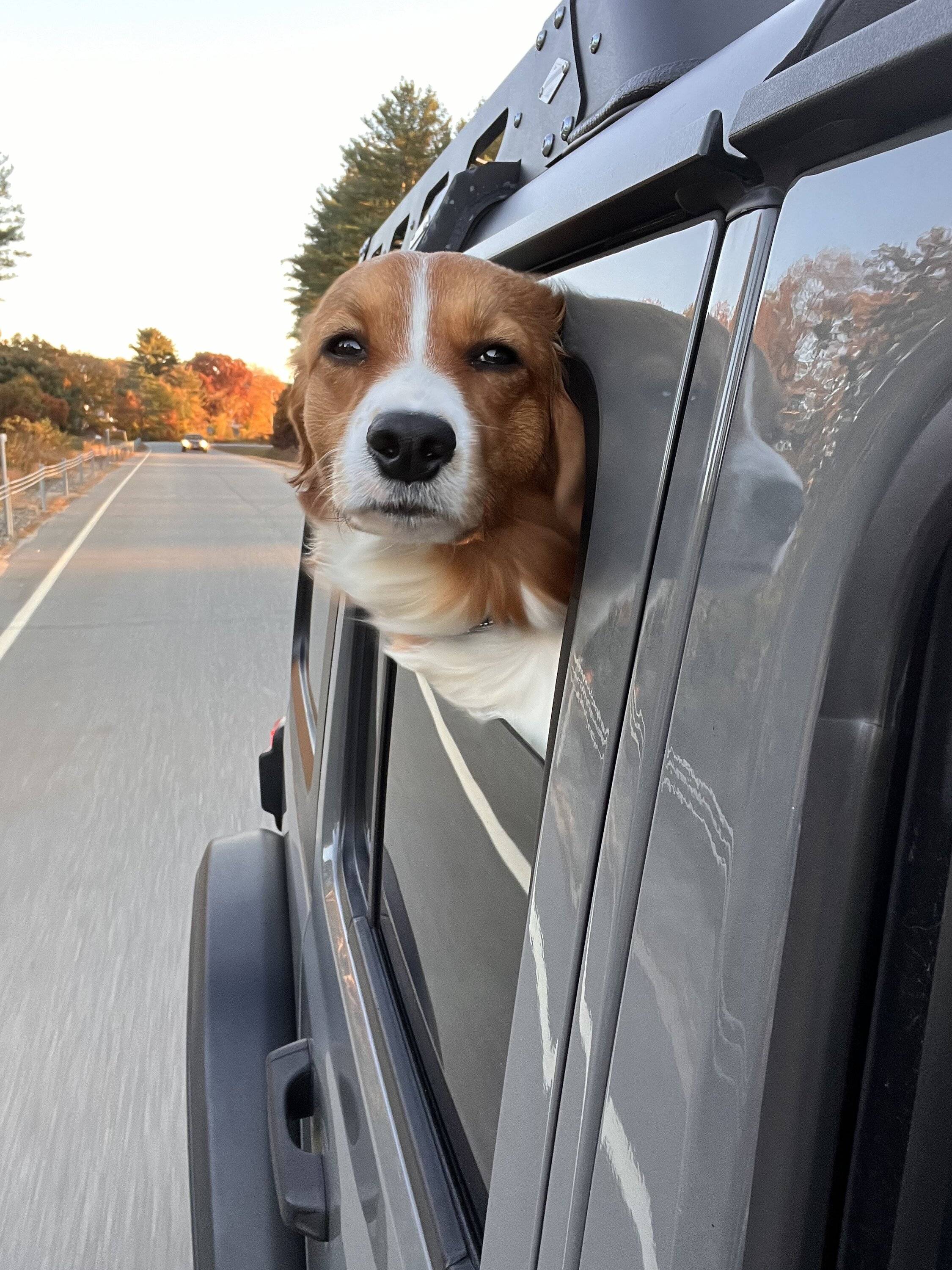 Jeep Wrangler JL Jeep Dog pics IMG_1811
