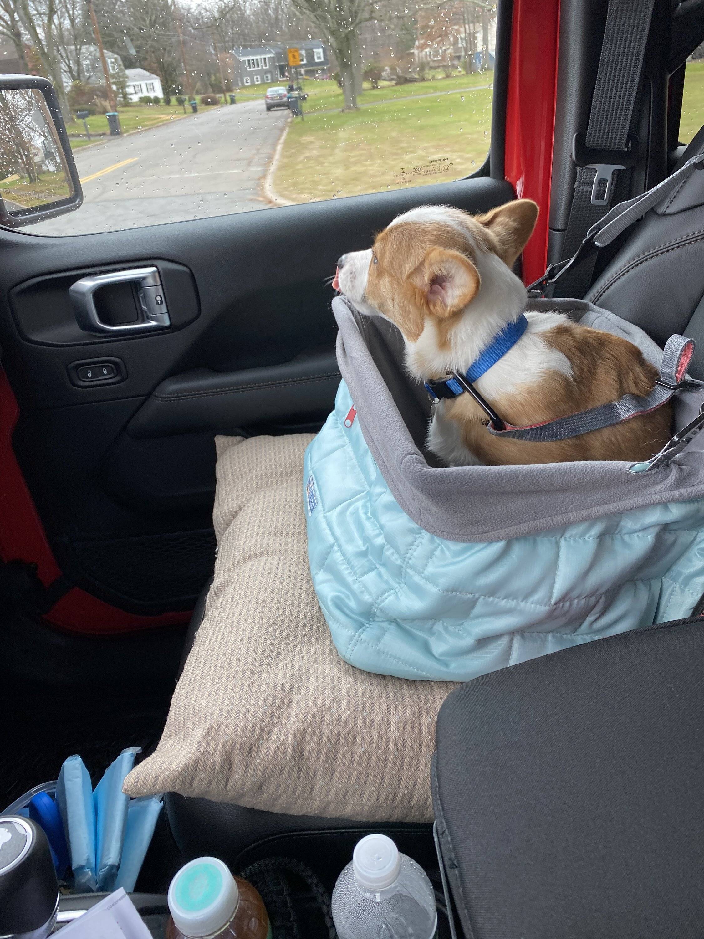 Jeep Wrangler JL Jeep Dog pics 009.JPG