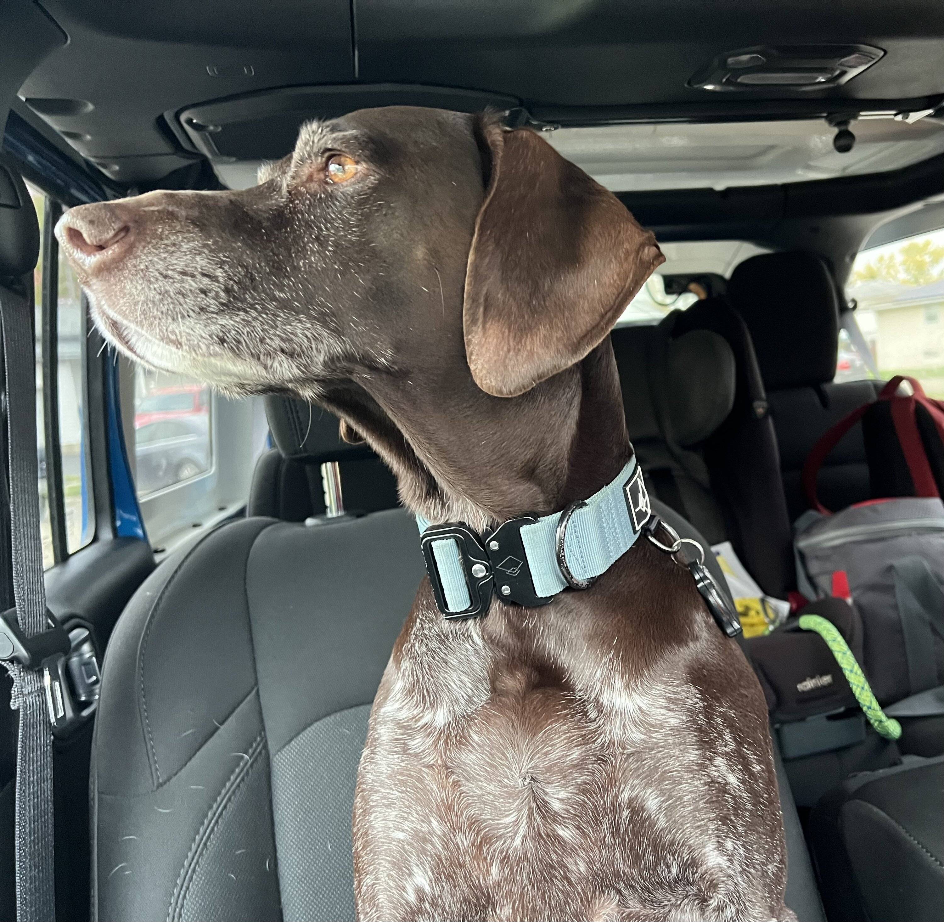 Jeep Wrangler JL Jeep Dog pics IMG_3096