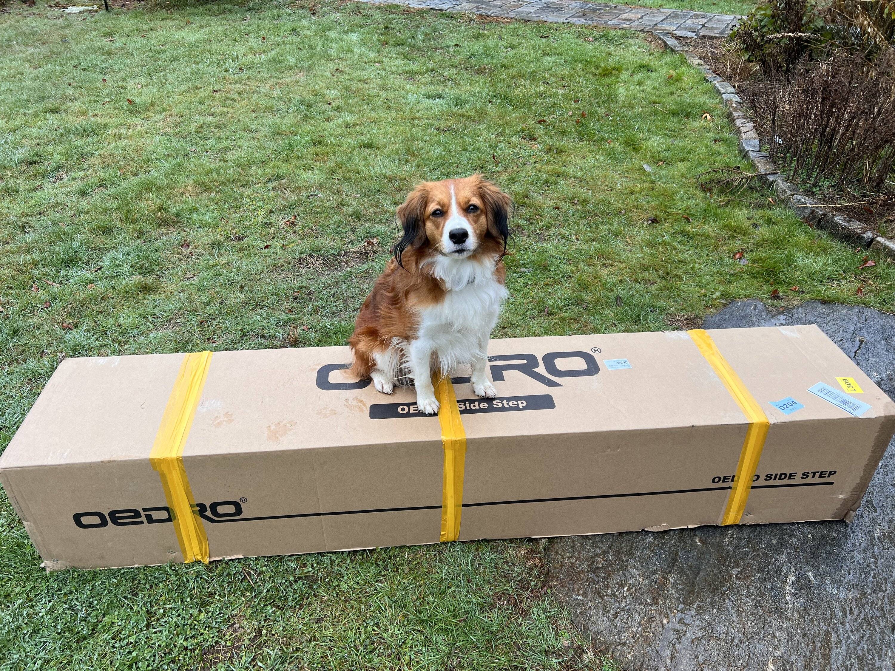 Jeep Wrangler JL Jeep Dog pics IMG_1925