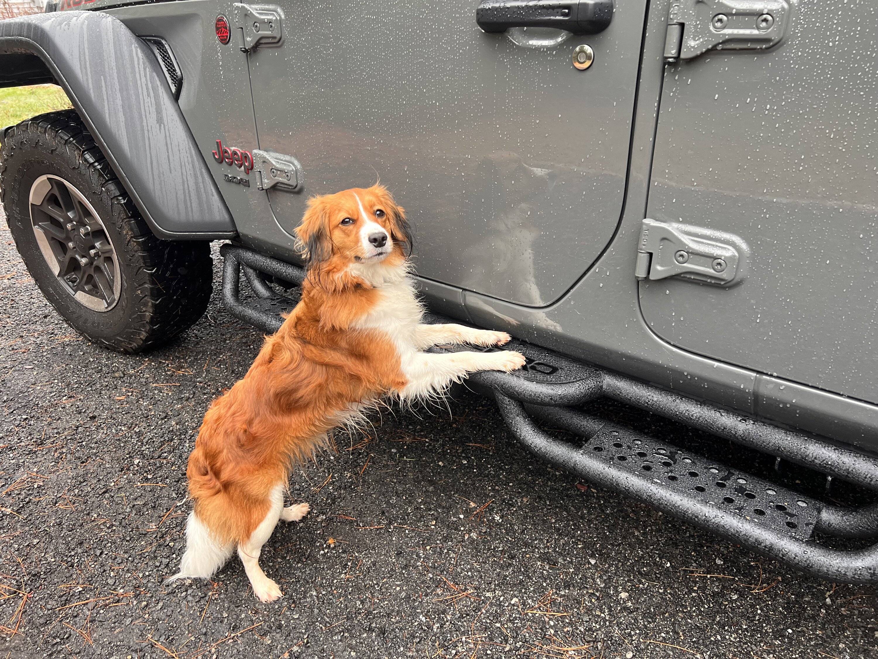 Jeep Wrangler JL Jeep Dog pics IMG_1932
