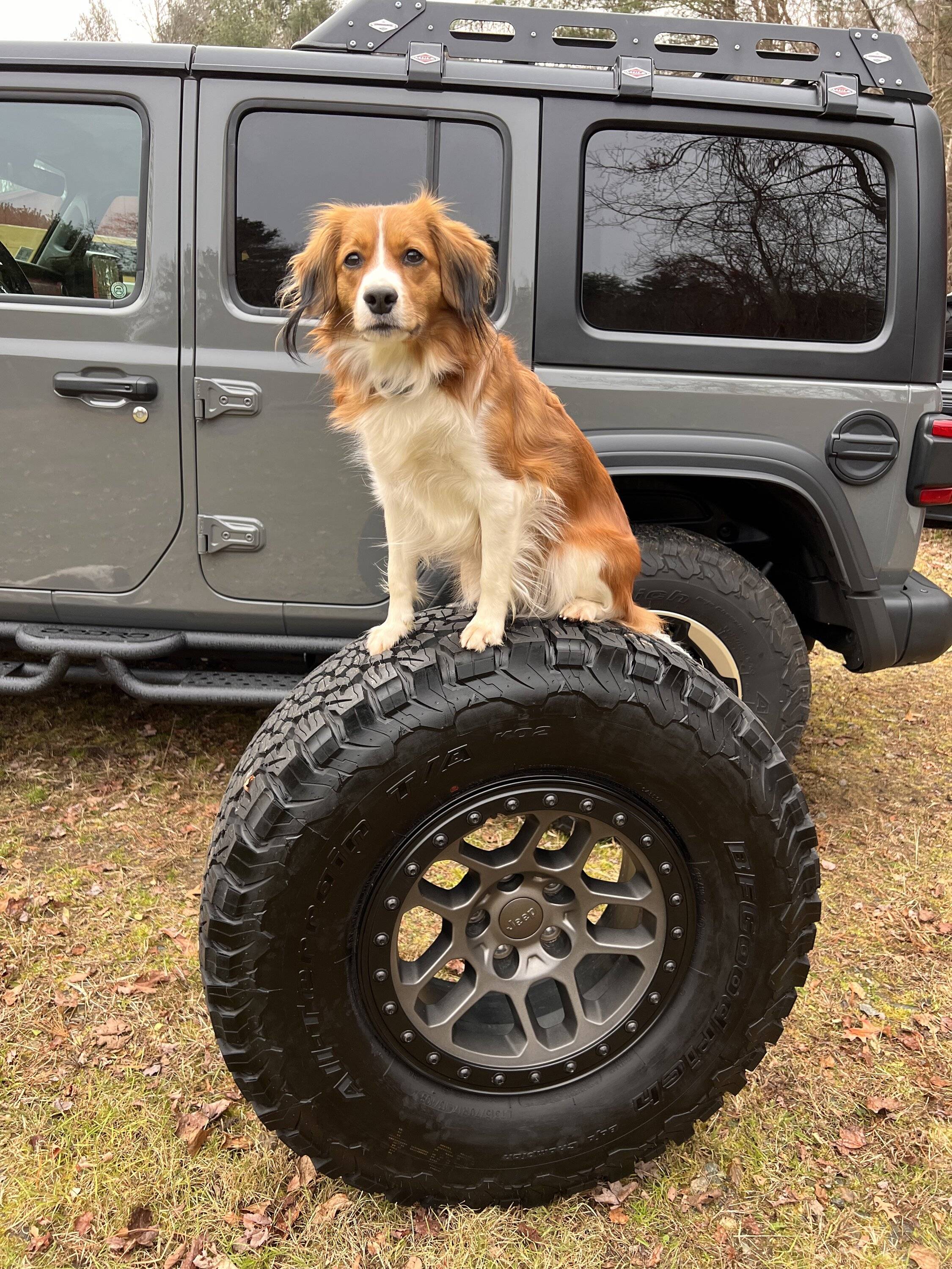 Jeep Wrangler JL Jeep Dog pics IMG_1952