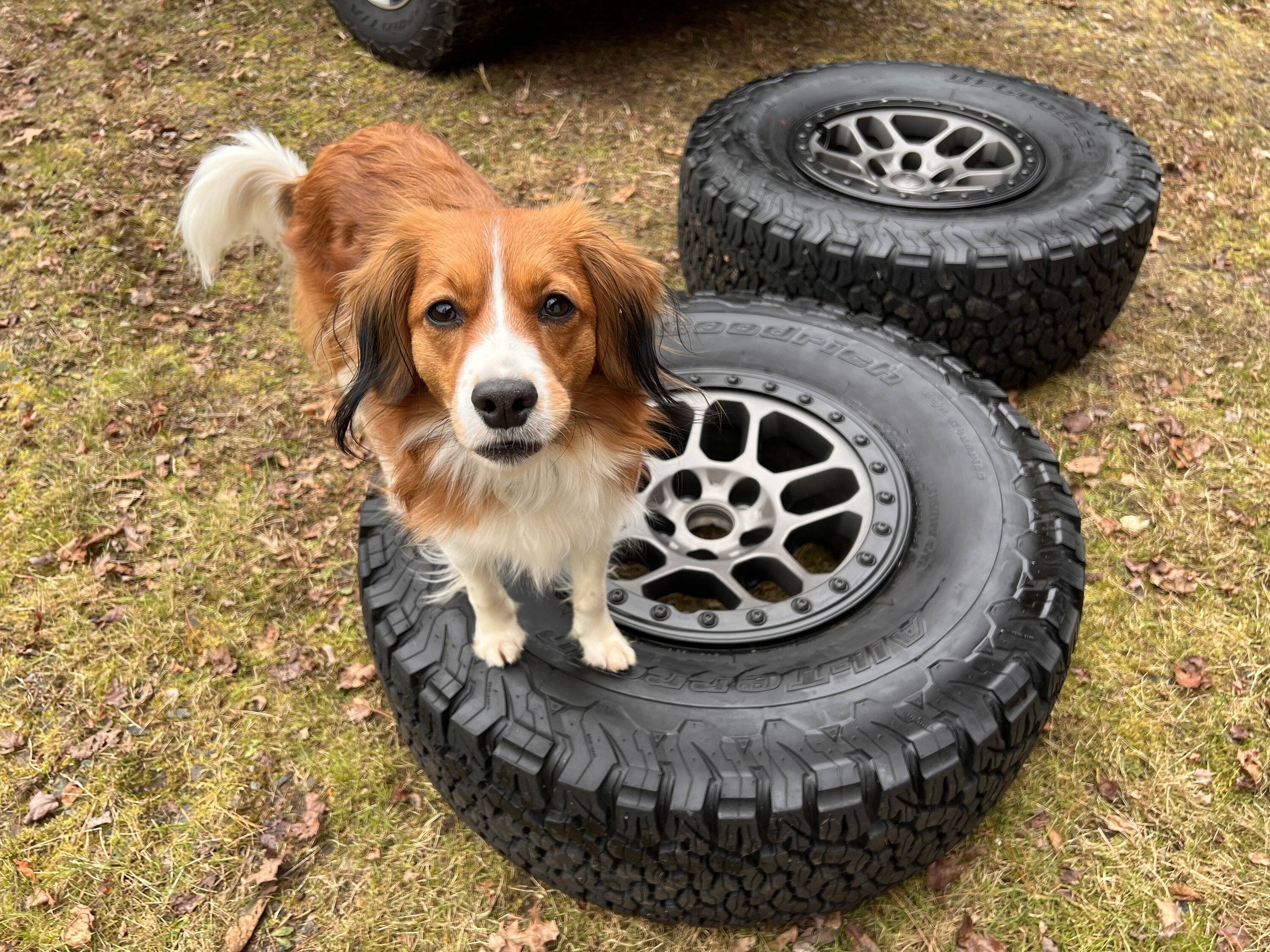 Jeep Wrangler JL Jeep Dog pics IMG_1951