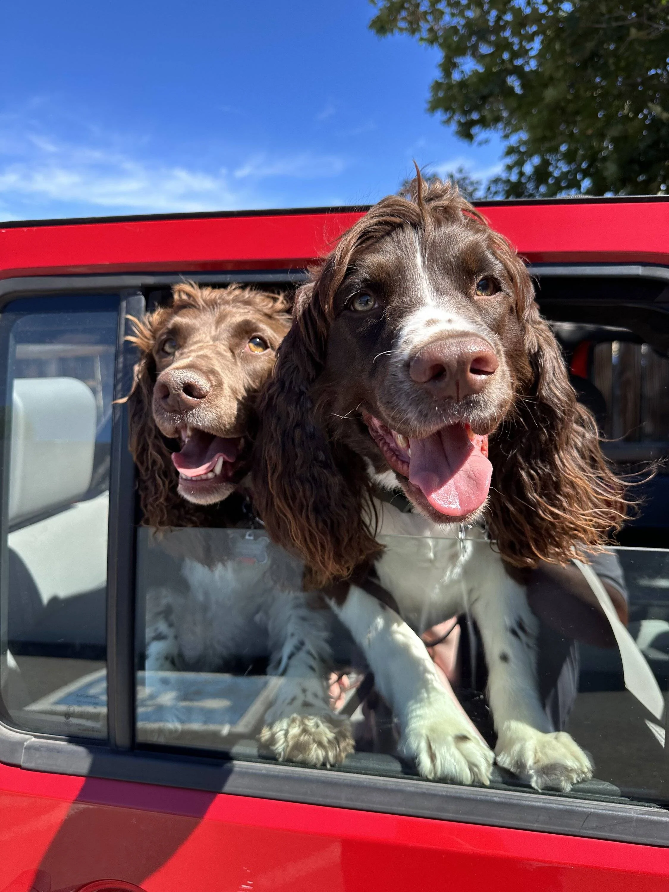 Jeep Wrangler JL Jeep Dog pics IMG_0463