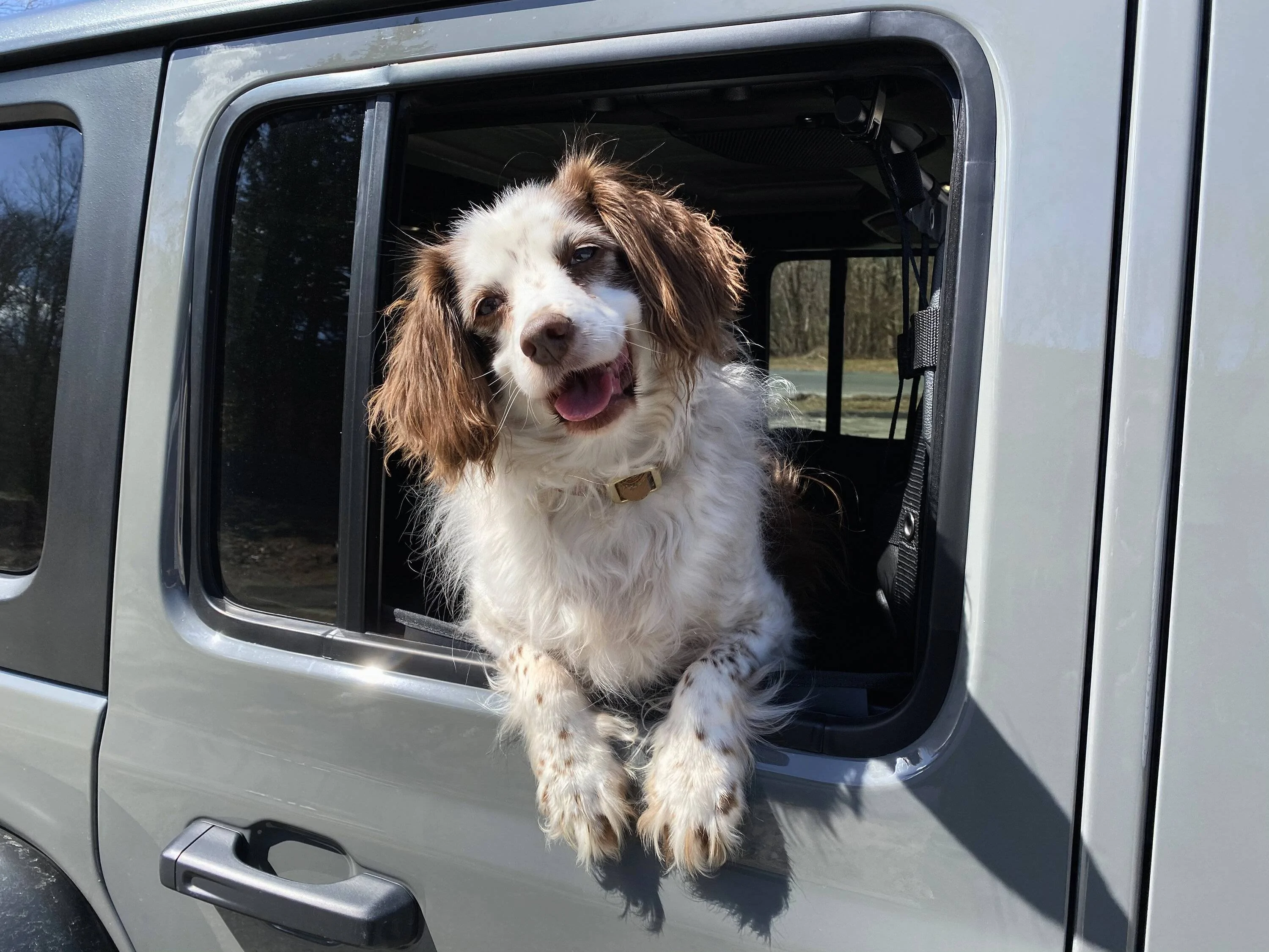 Jeep Wrangler JL Does anyone like their Jeep? Rylee in the J