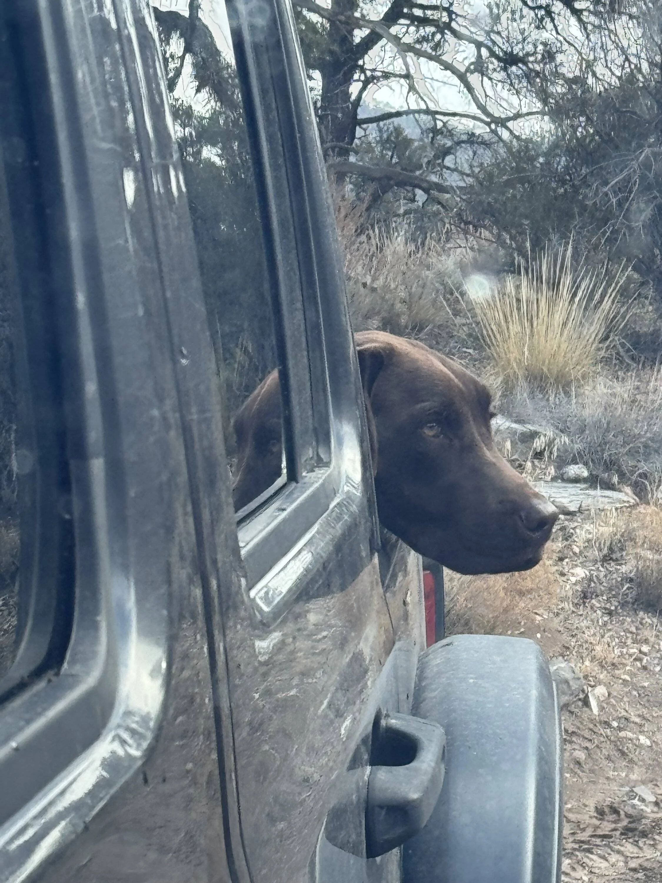 Jeep Wrangler JL Jeep Dog pics IMG_0648