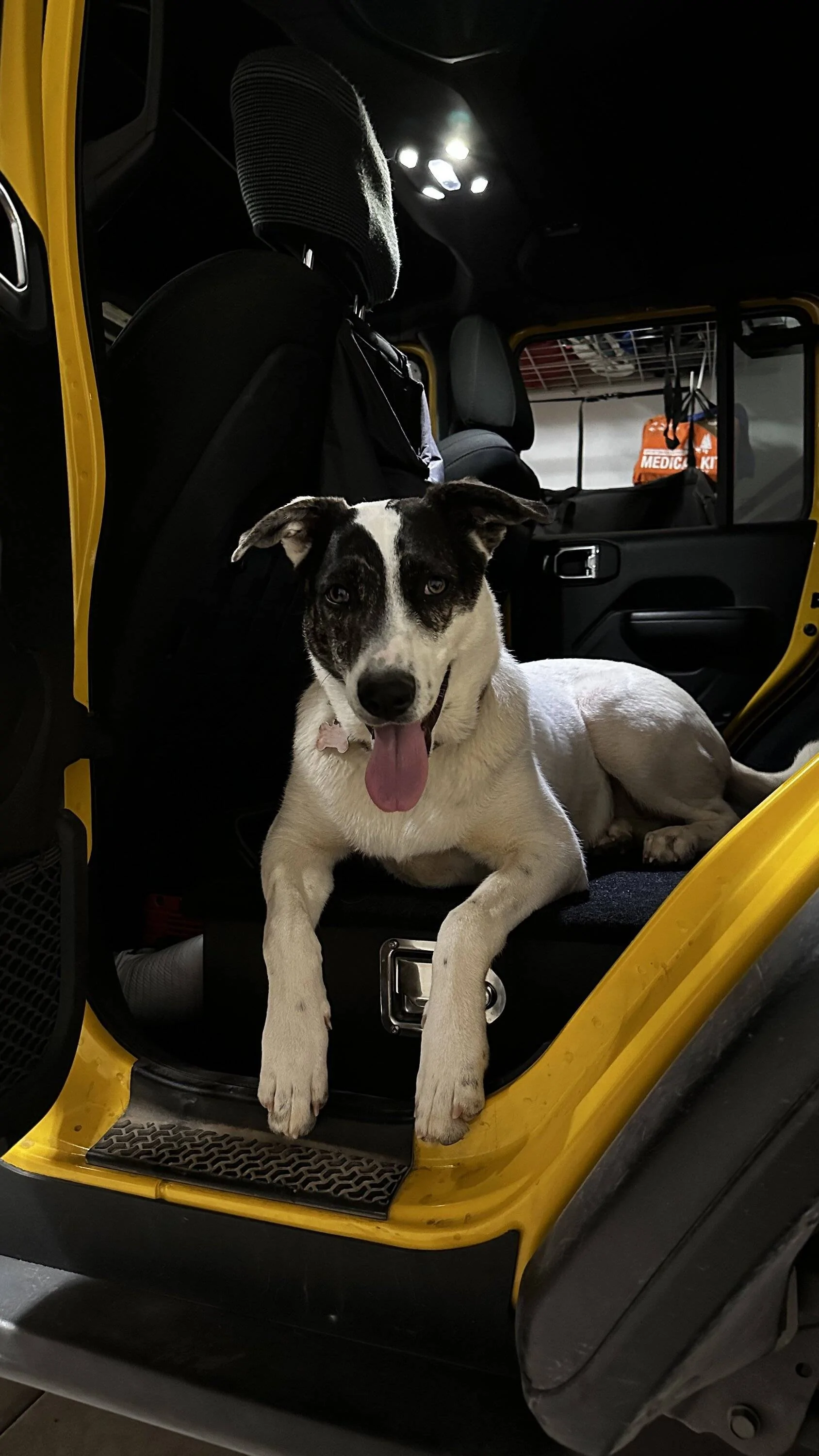 Jeep Wrangler JL Jeep Dog pics IMG_1195