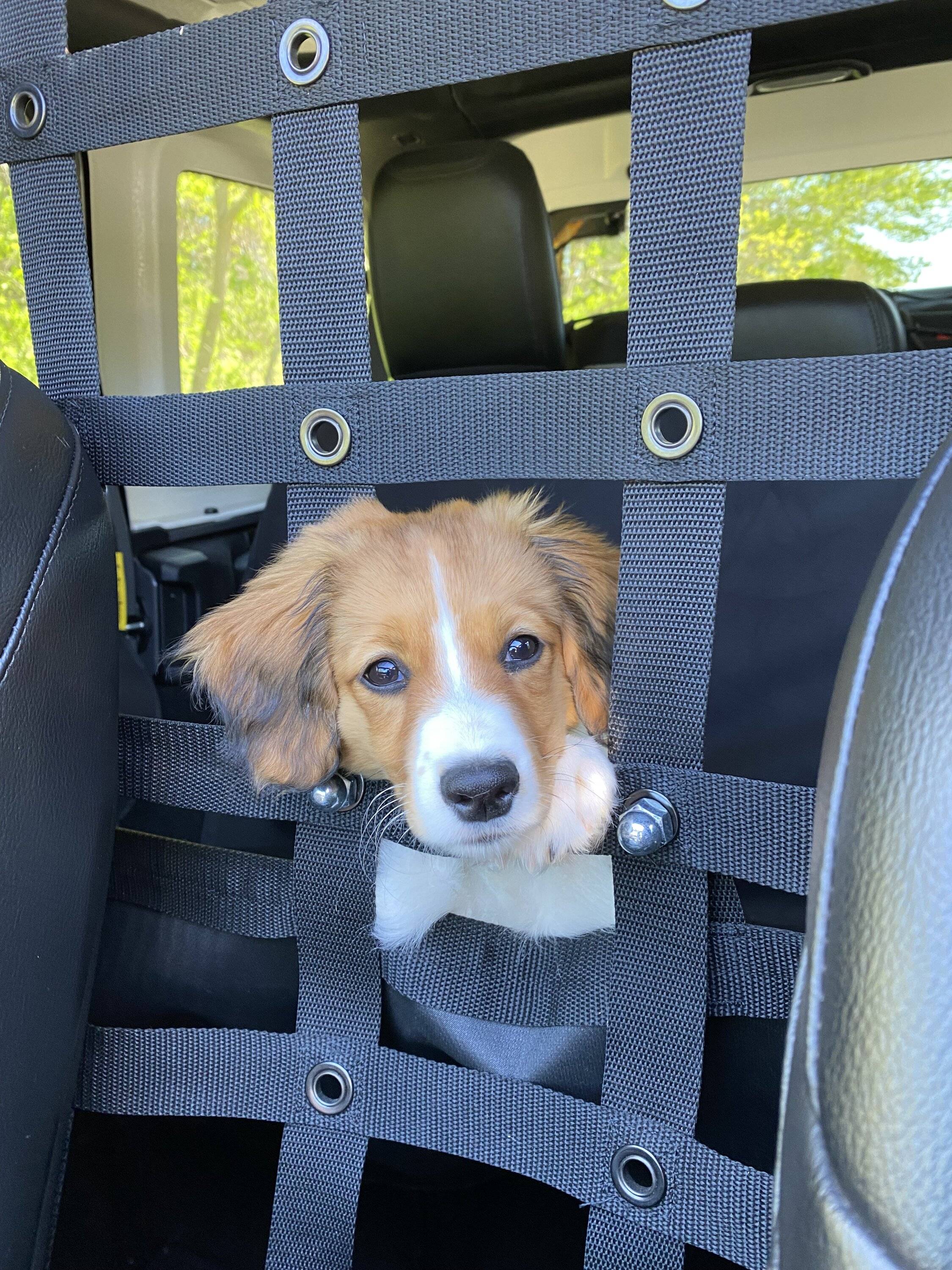 Jeep Wrangler JL Jeep Dog pics IMG_3103