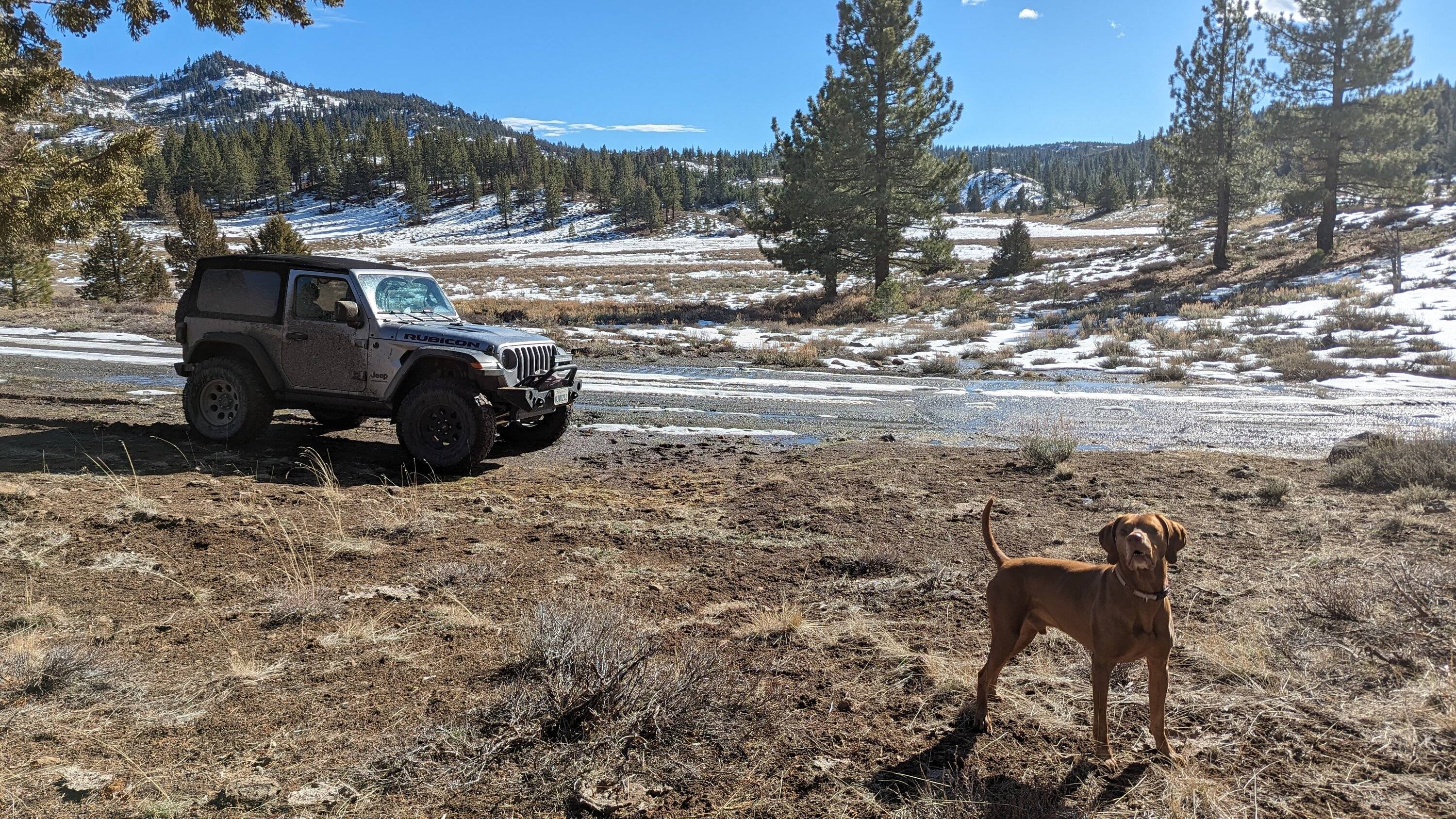 Jeep Wrangler JL Jeep Dog pics jeep do