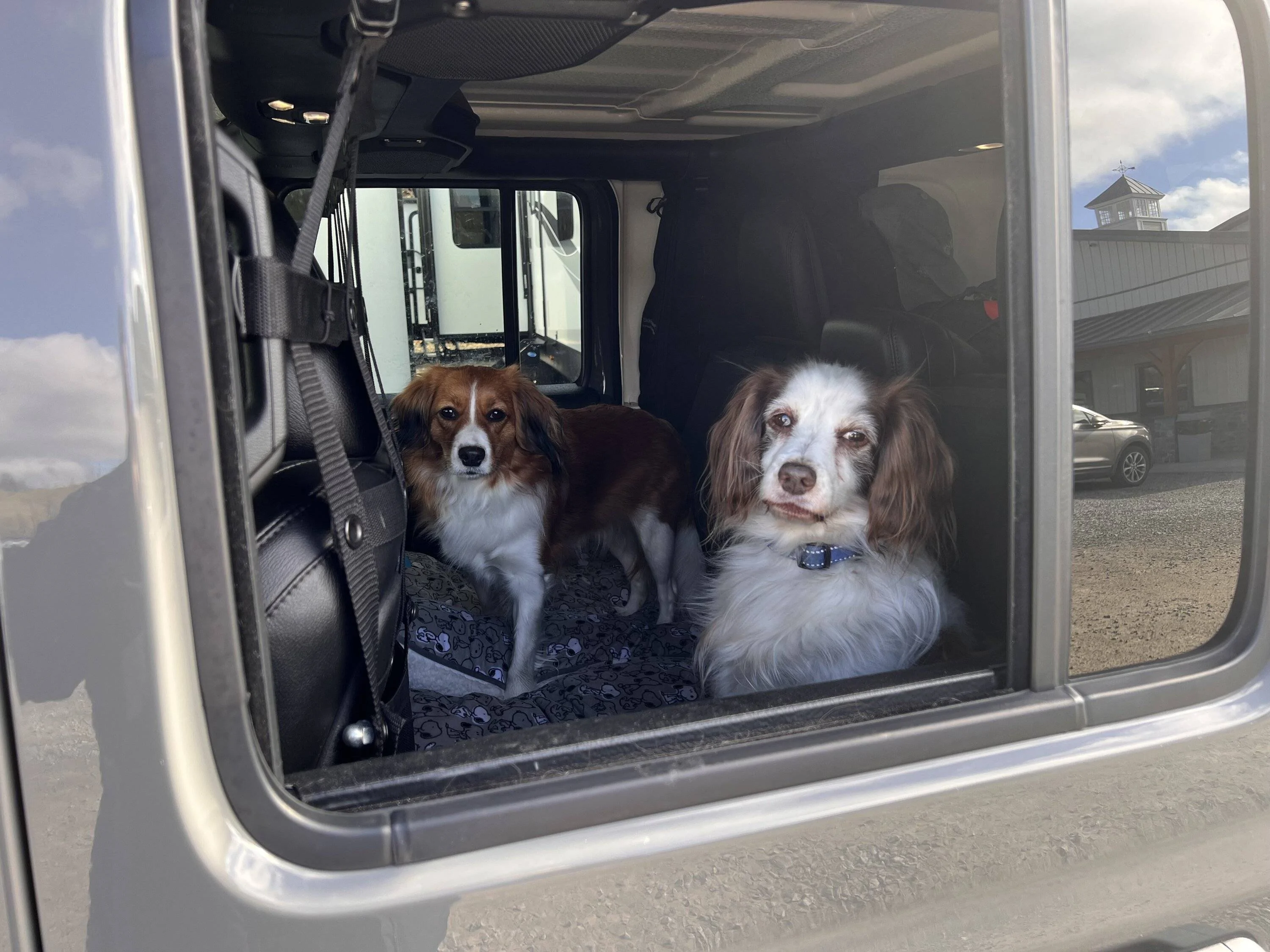 Jeep Wrangler JL Jeep Dog pics IMG_2221