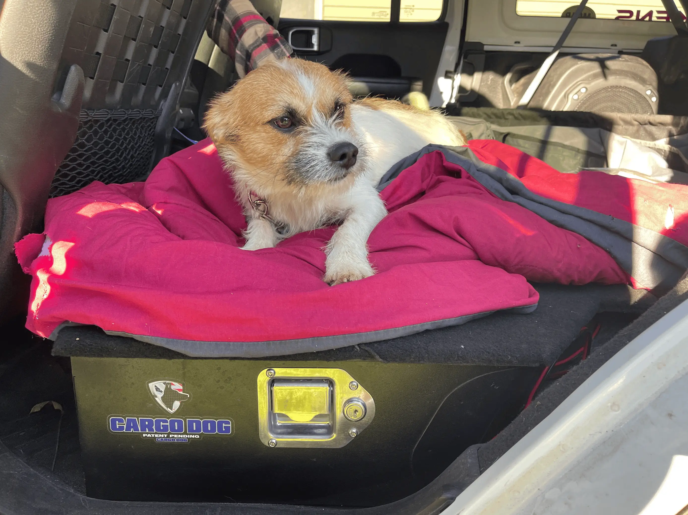 Jeep Wrangler JL Jeep Dog pics 1707047384786