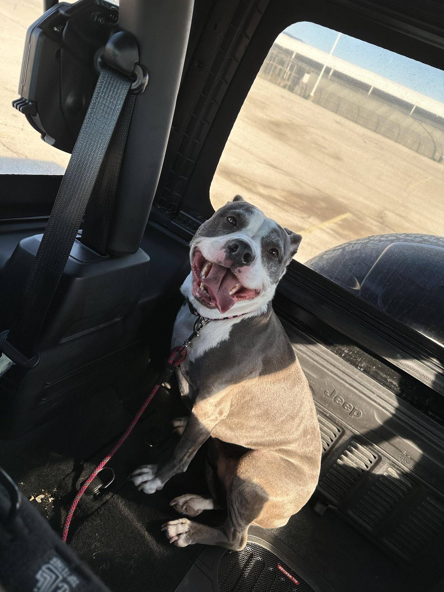 Jeep Wrangler JL Jeep Dog pics DYIZh9c