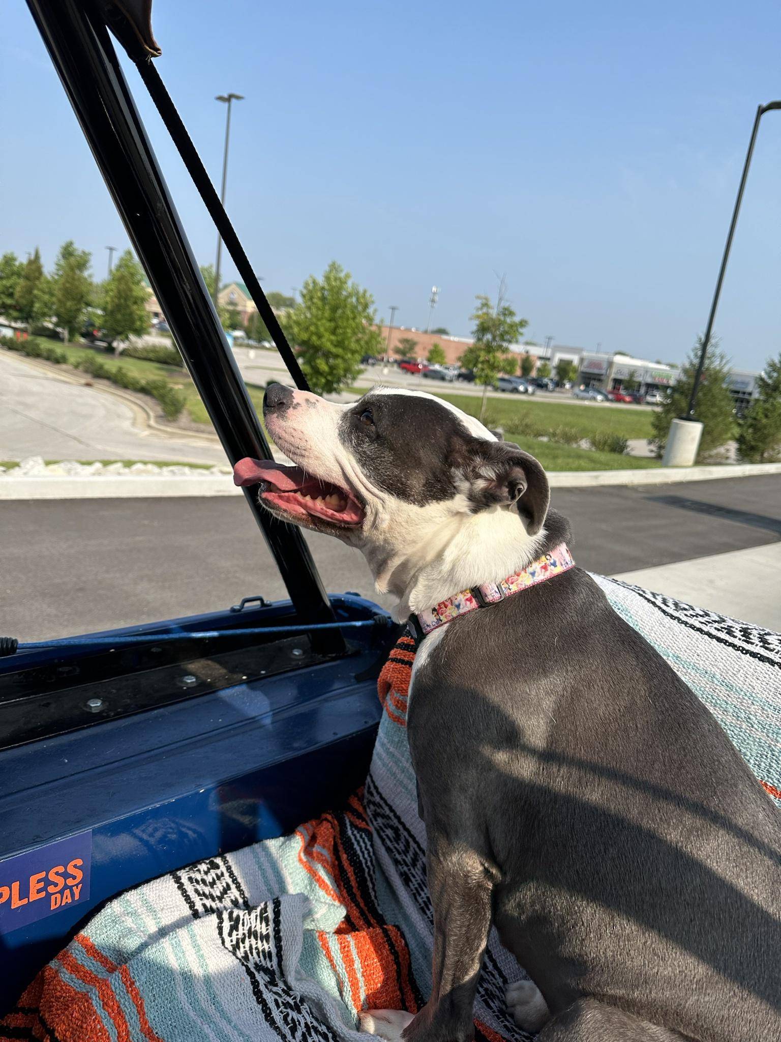 Jeep Wrangler JL Jeep Dog pics YD8HDPG