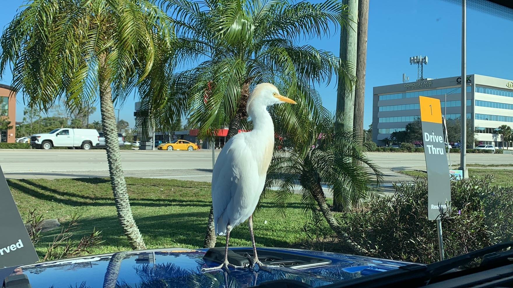 Jeep Wrangler JL Duck, duck, Egret? IMG_2693