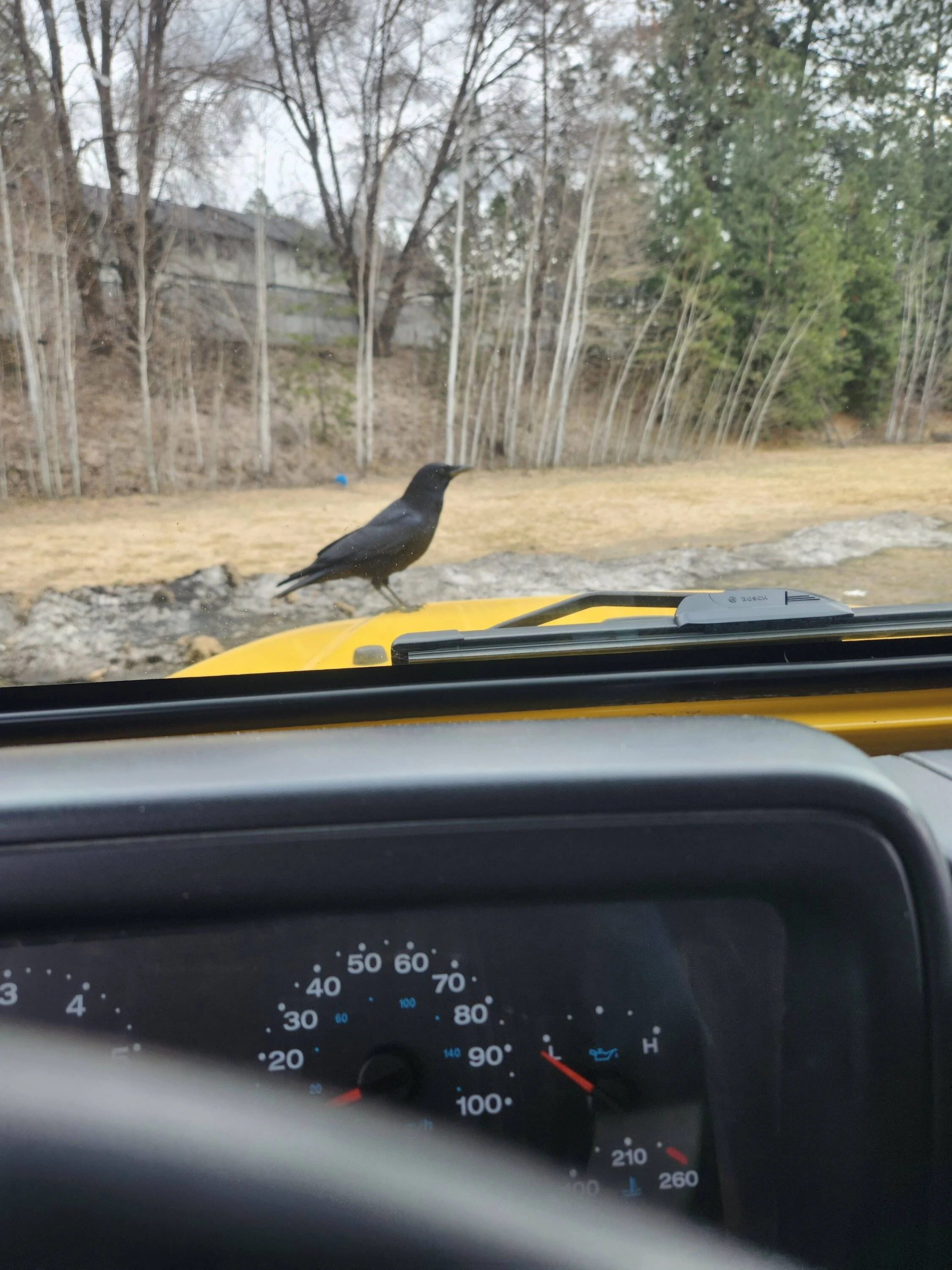 Jeep Wrangler JL Duck, duck, Egret? 1000000500