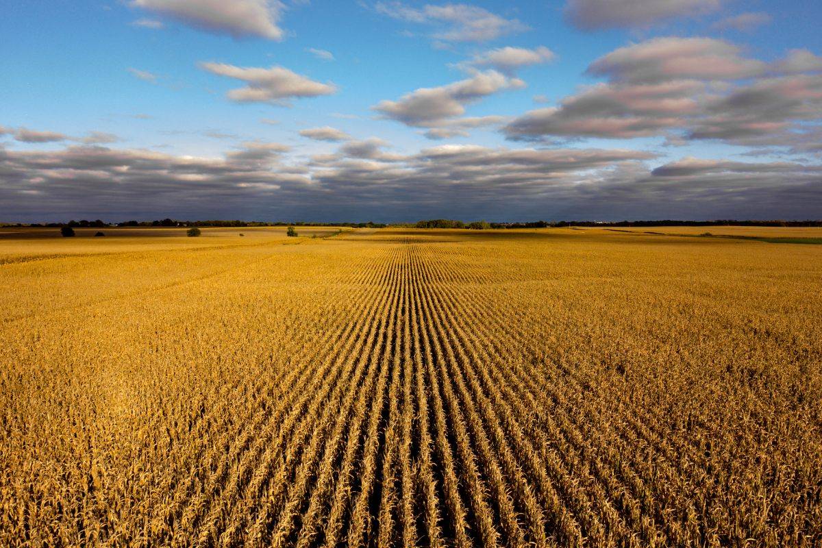 Jeep Wrangler JL Your Best Pictures from your Home State / Province ?️ nebraska-corn-field-ready-for-harvest-cv_1200