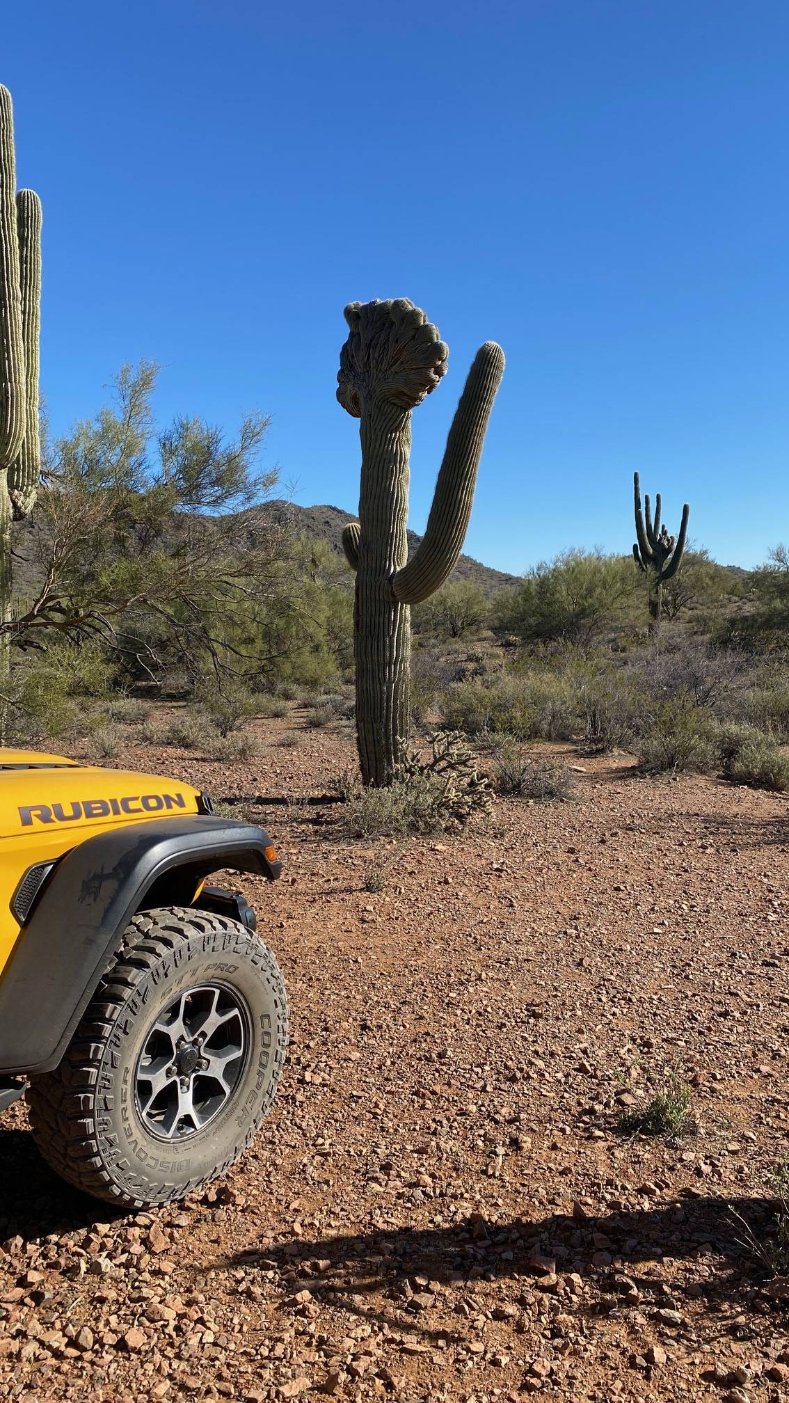 Jeep Wrangler JL Your Best Pictures from your Home State / Province ?️ Cactus
