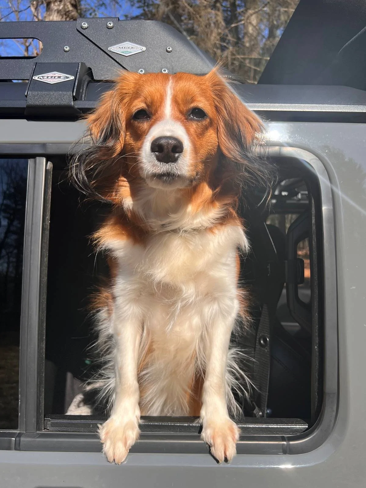 Jeep Wrangler JL Jeep Dog pics IMG_2365